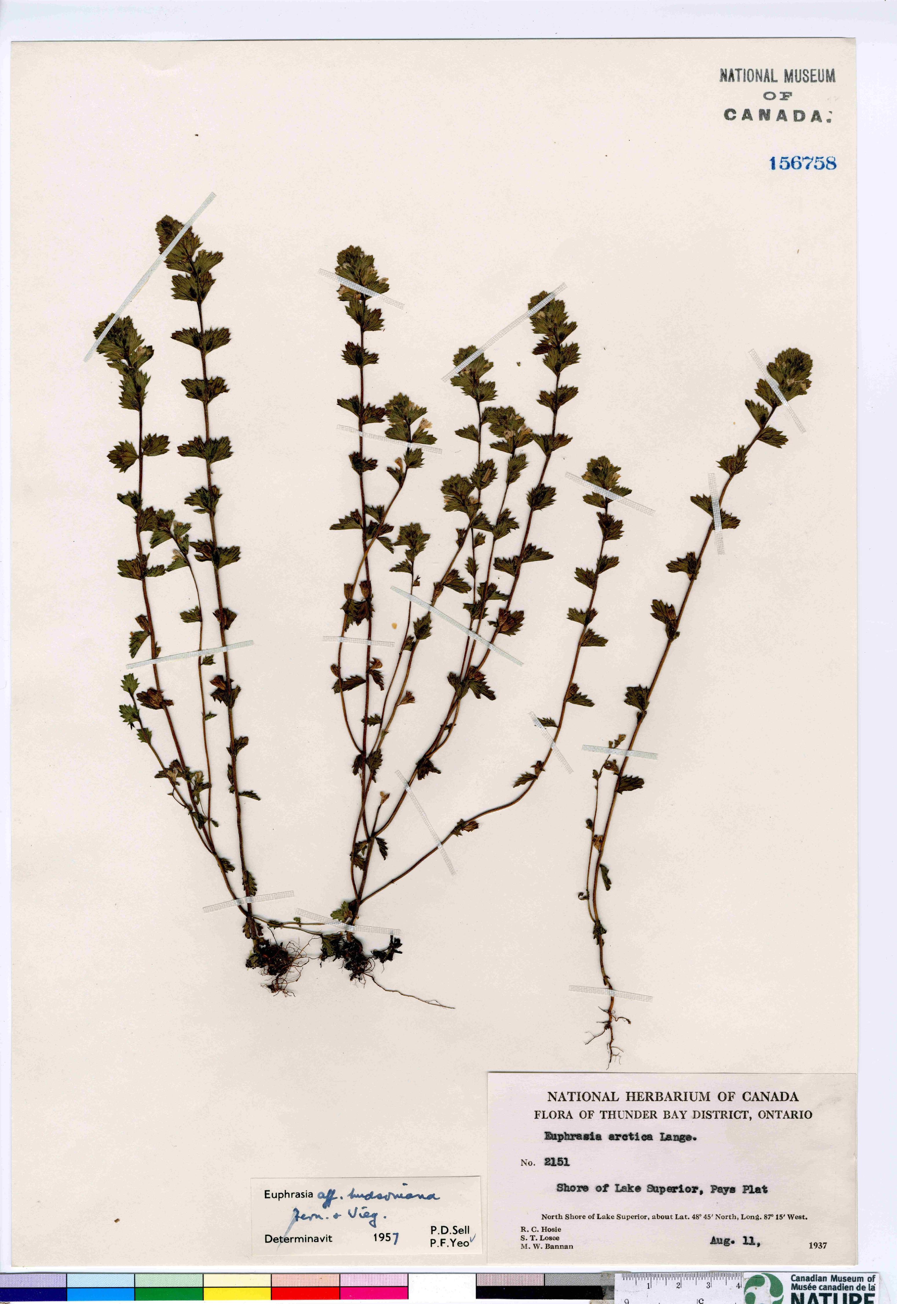Euphrasia hudsoniana var. hudsoniana image