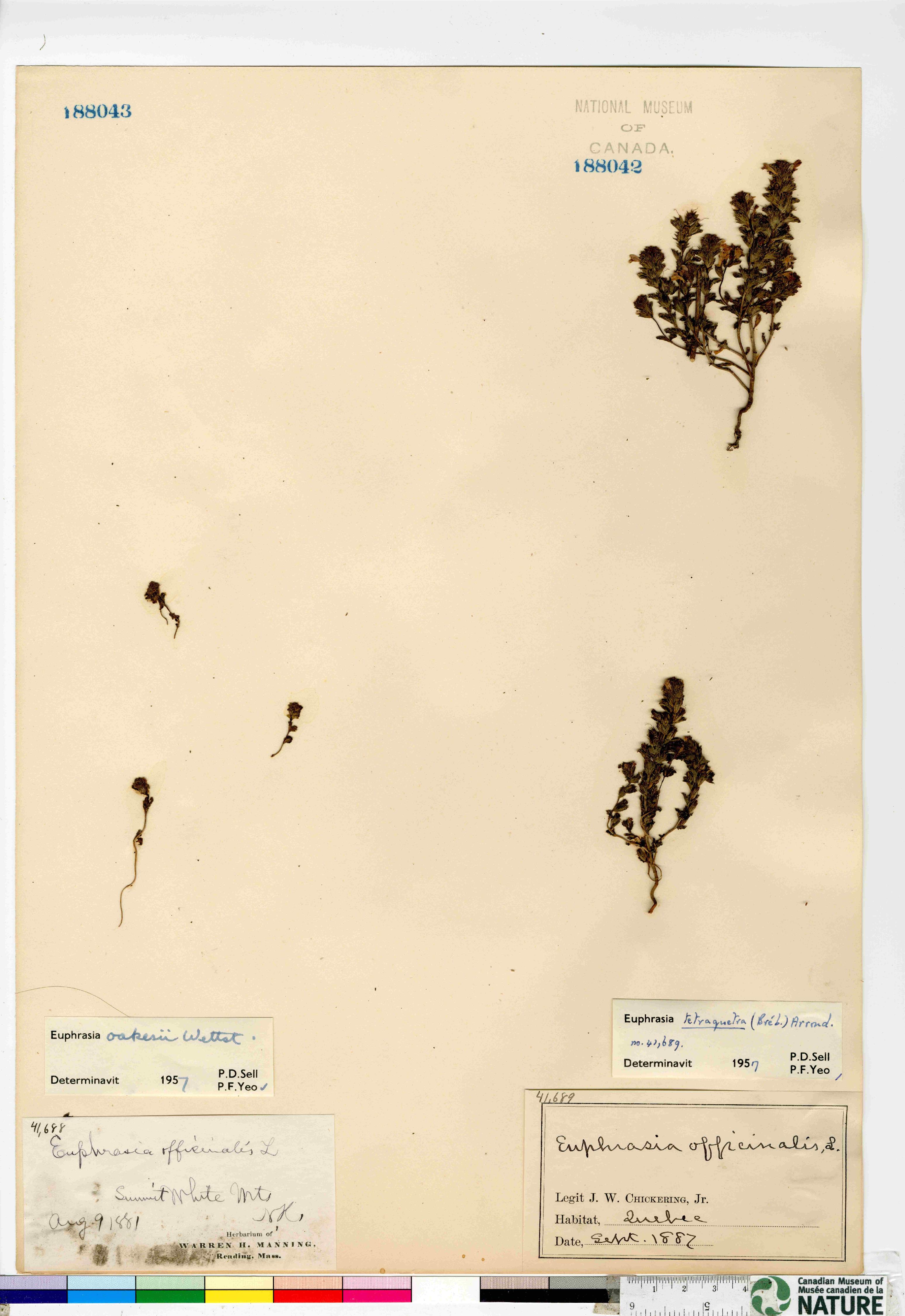 Euphrasia oakesii image