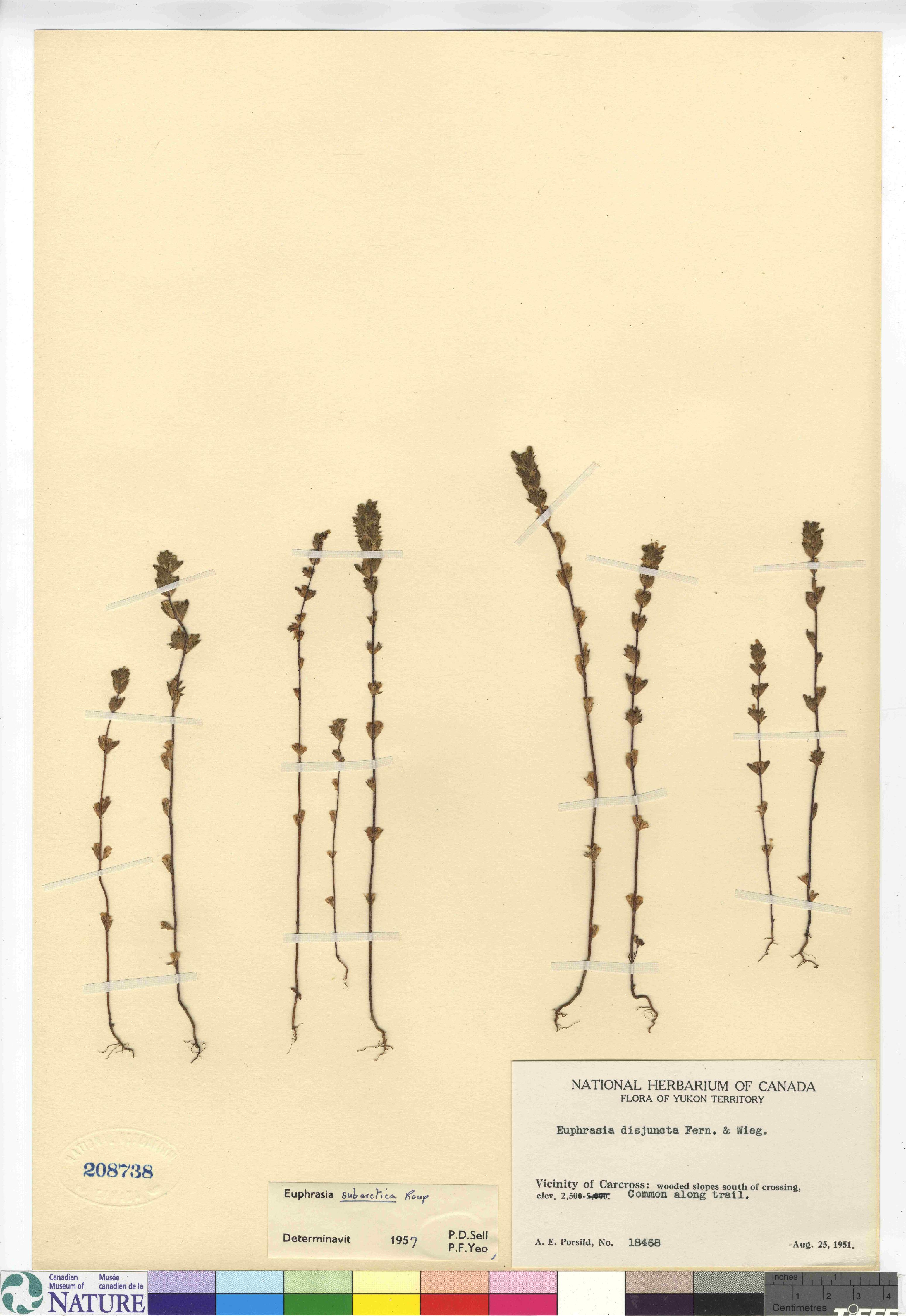 Euphrasia subarctica image
