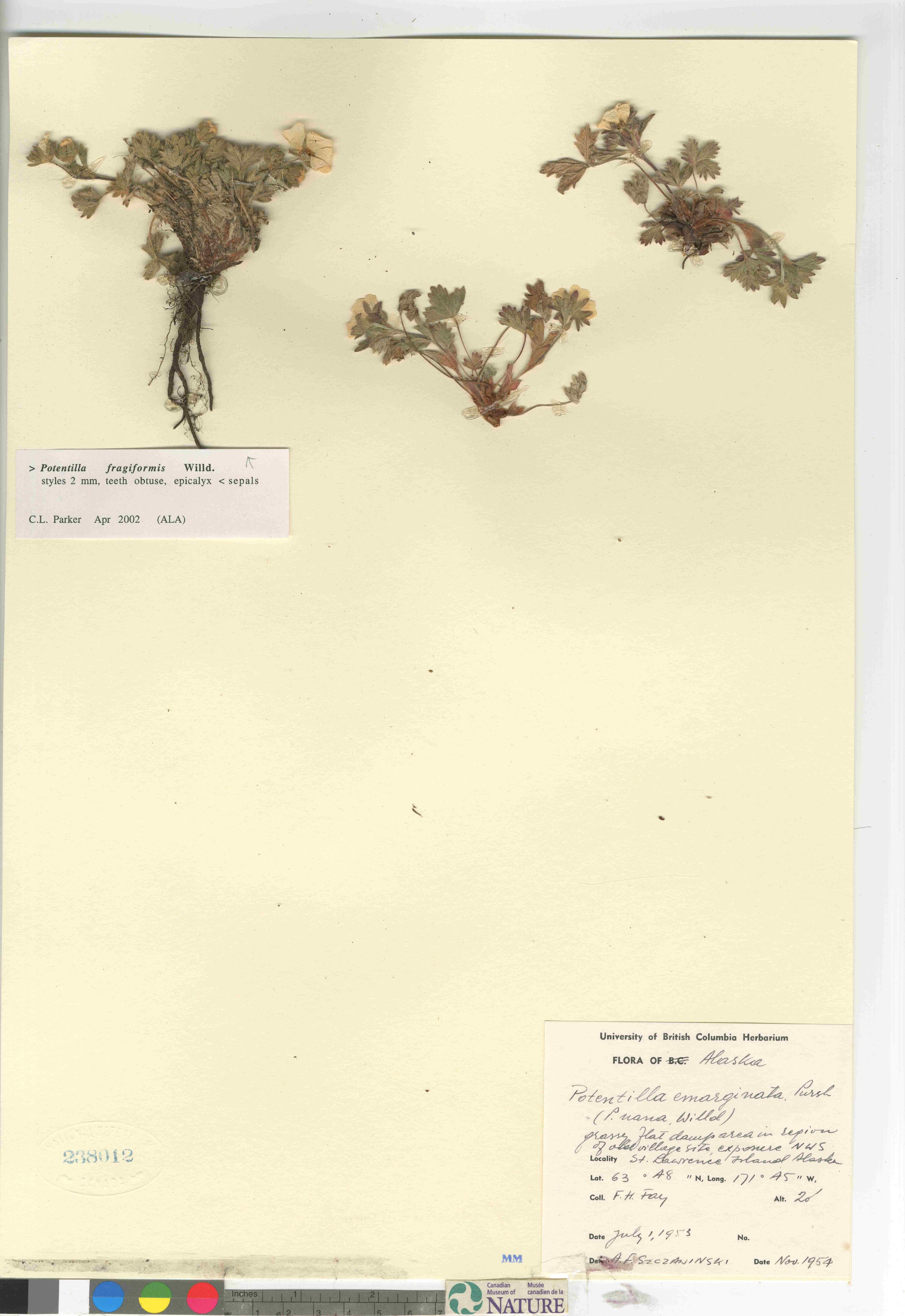 Potentilla fragiformis image