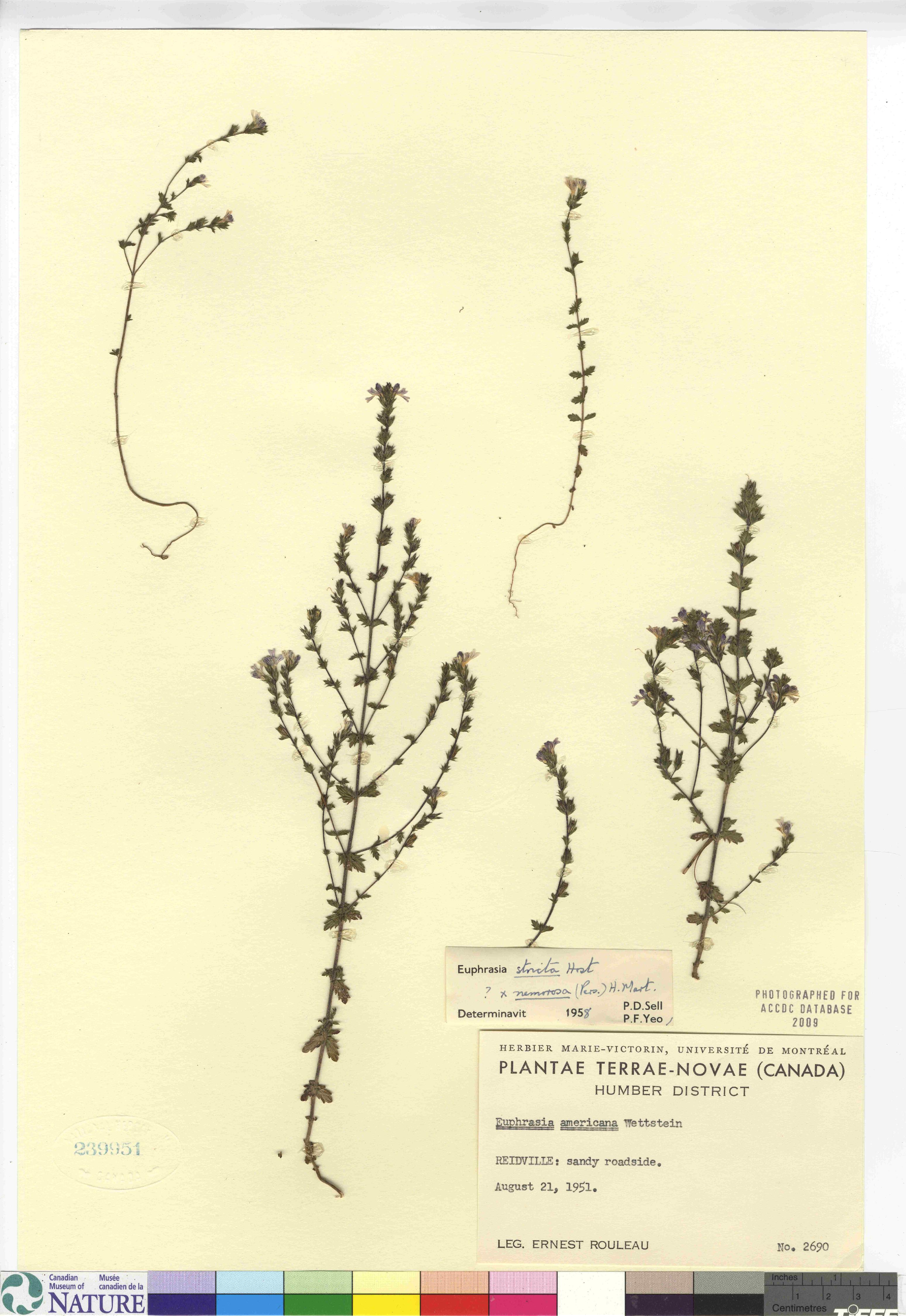 Euphrasia stricta image