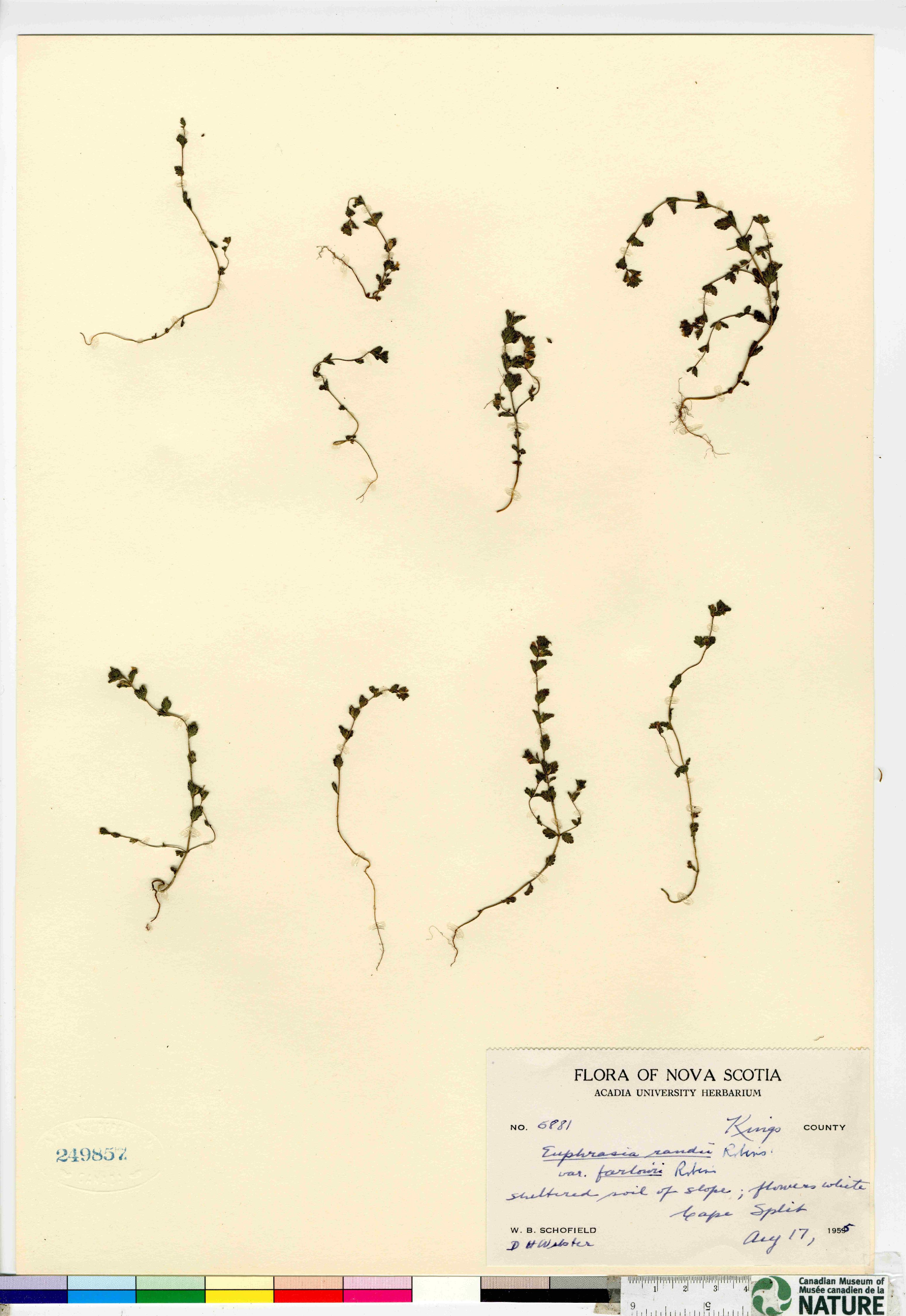 Euphrasia randii image