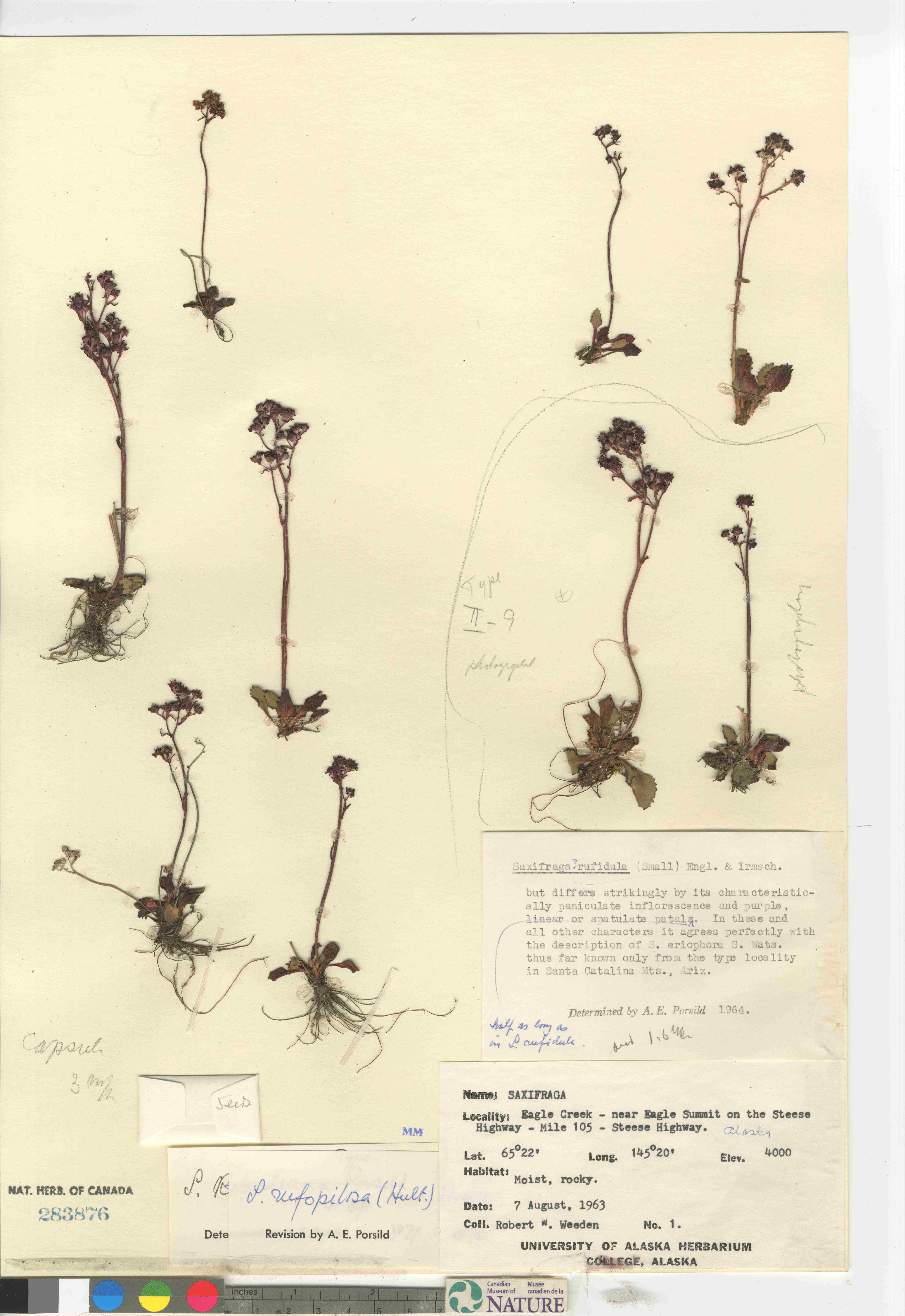 Saxifraga rufopilosa image