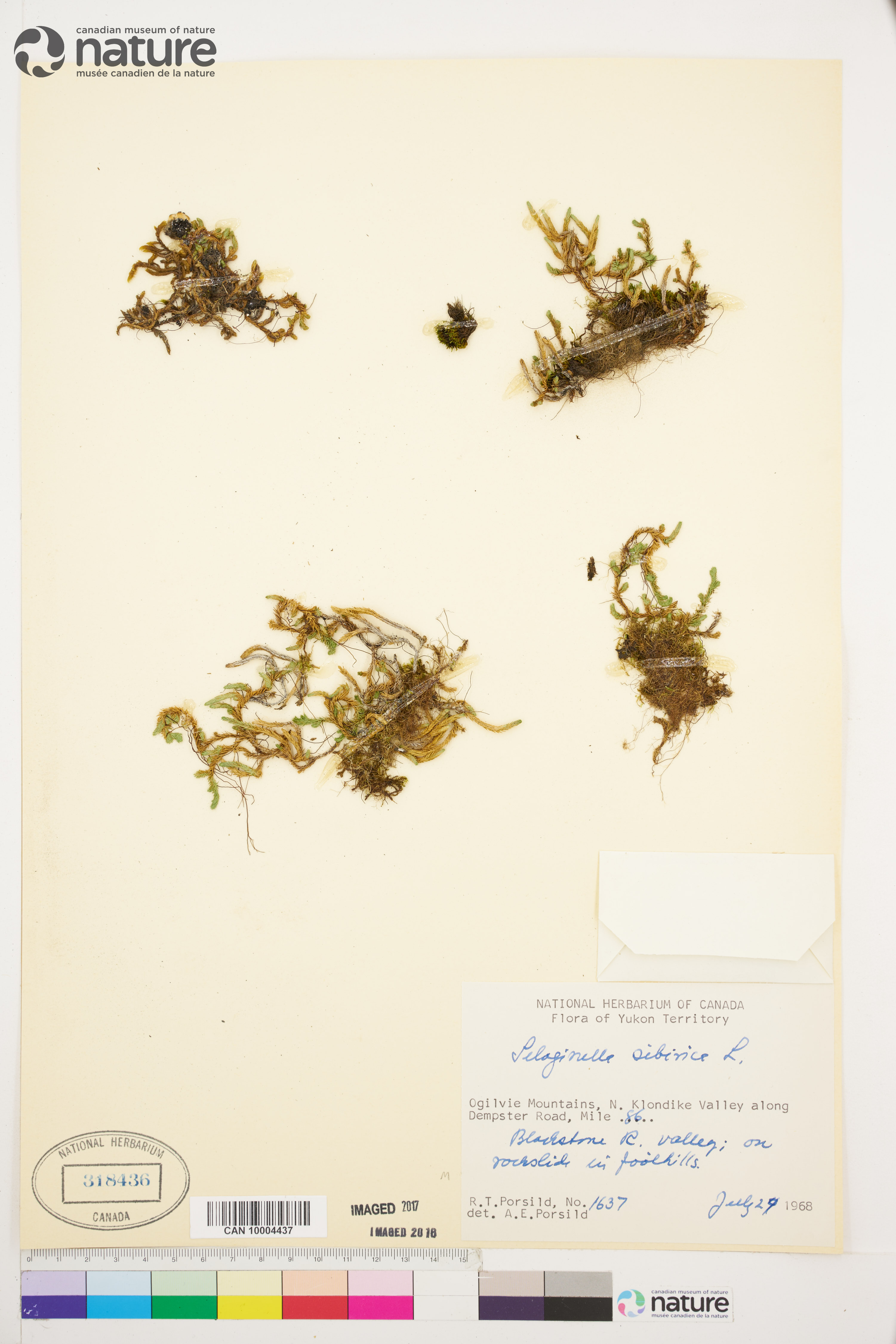 Selaginella sibirica image