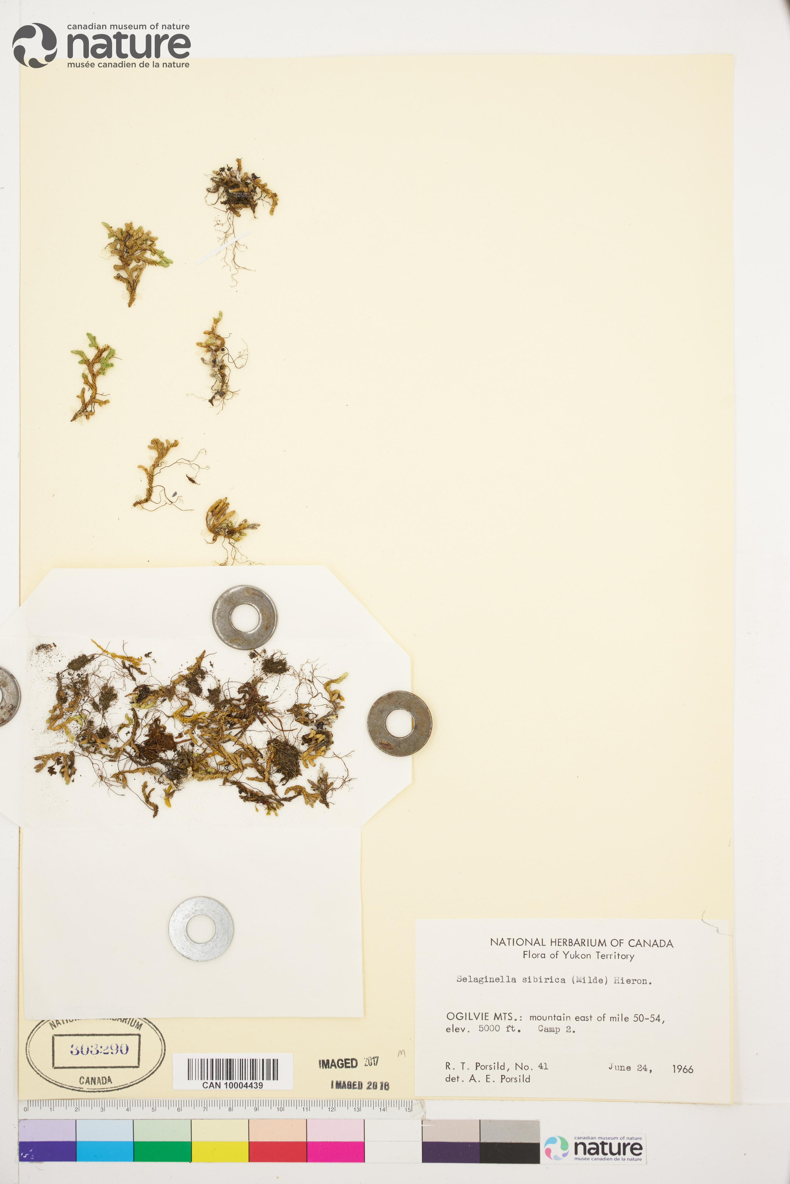 Selaginella sibirica image
