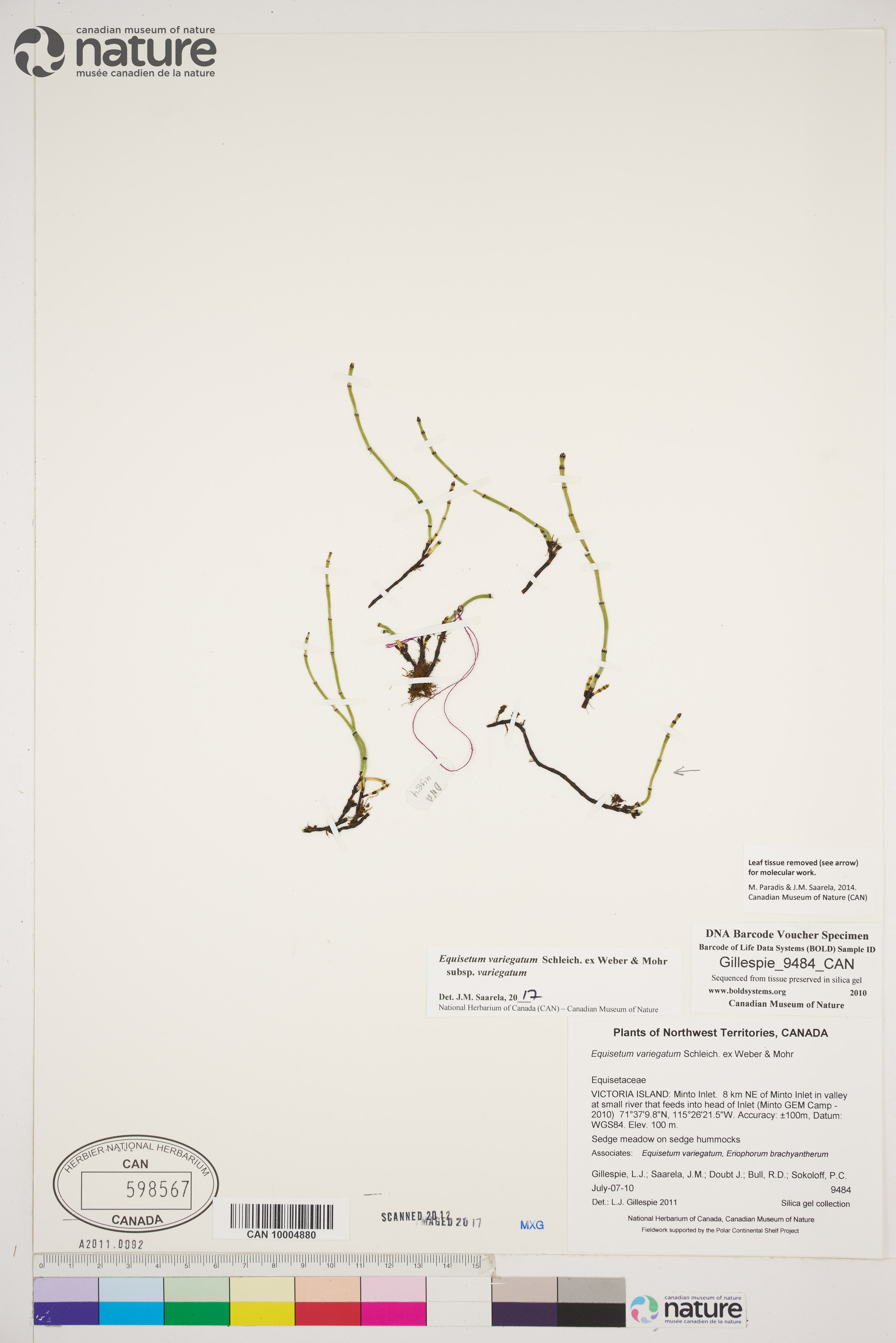 Equisetum variegatum subsp. variegatum image
