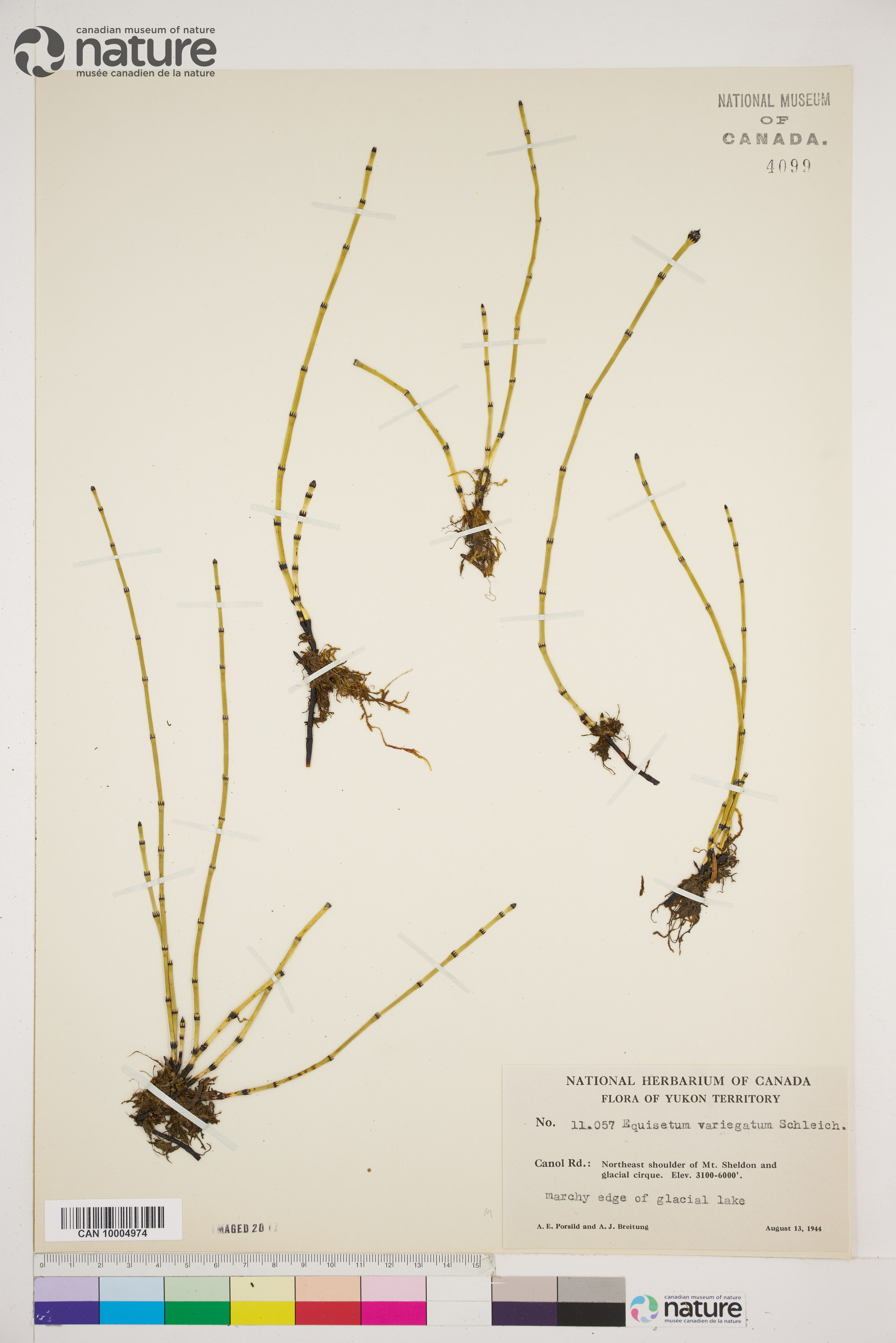 Equisetum variegatum image