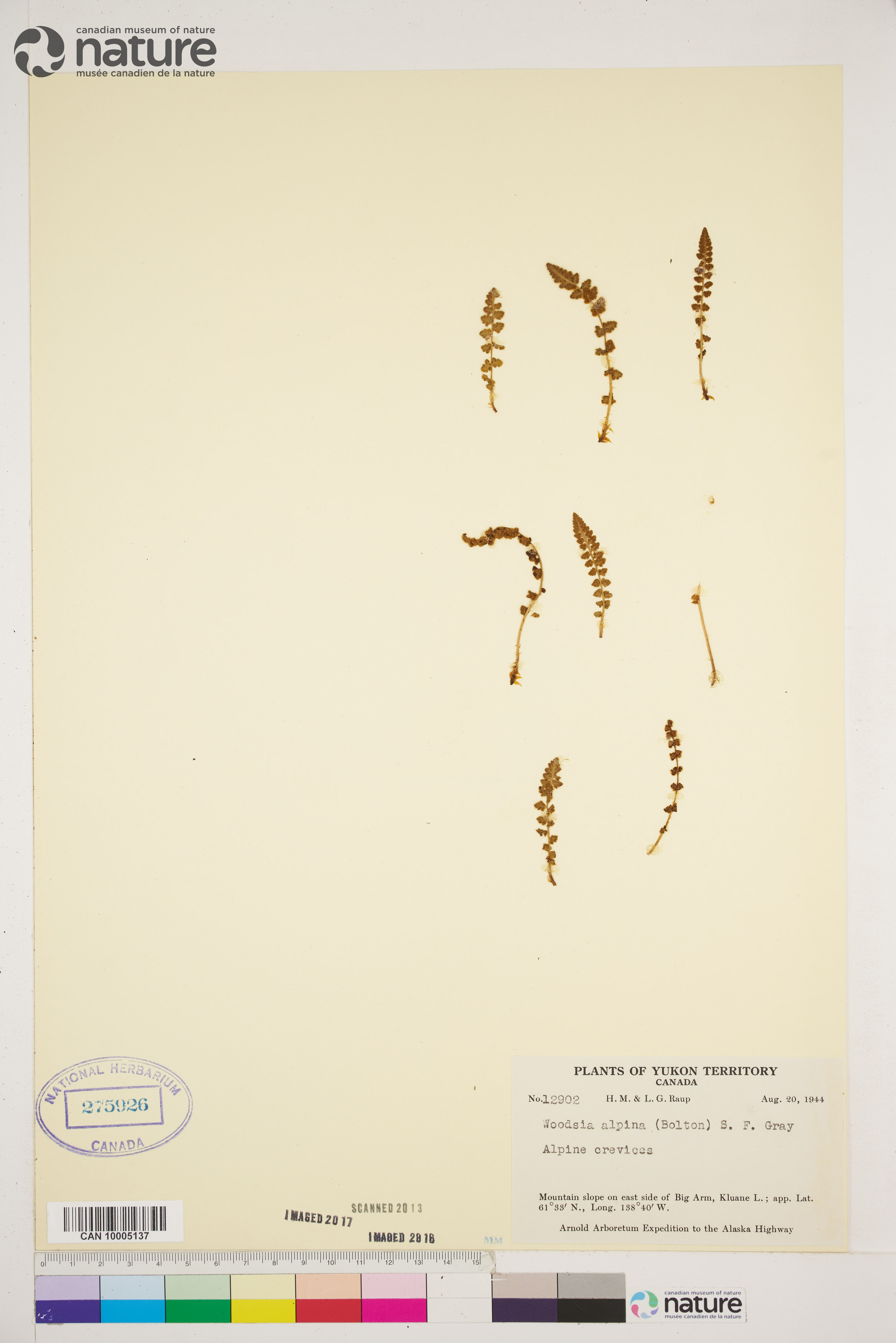 Woodsia alpina image
