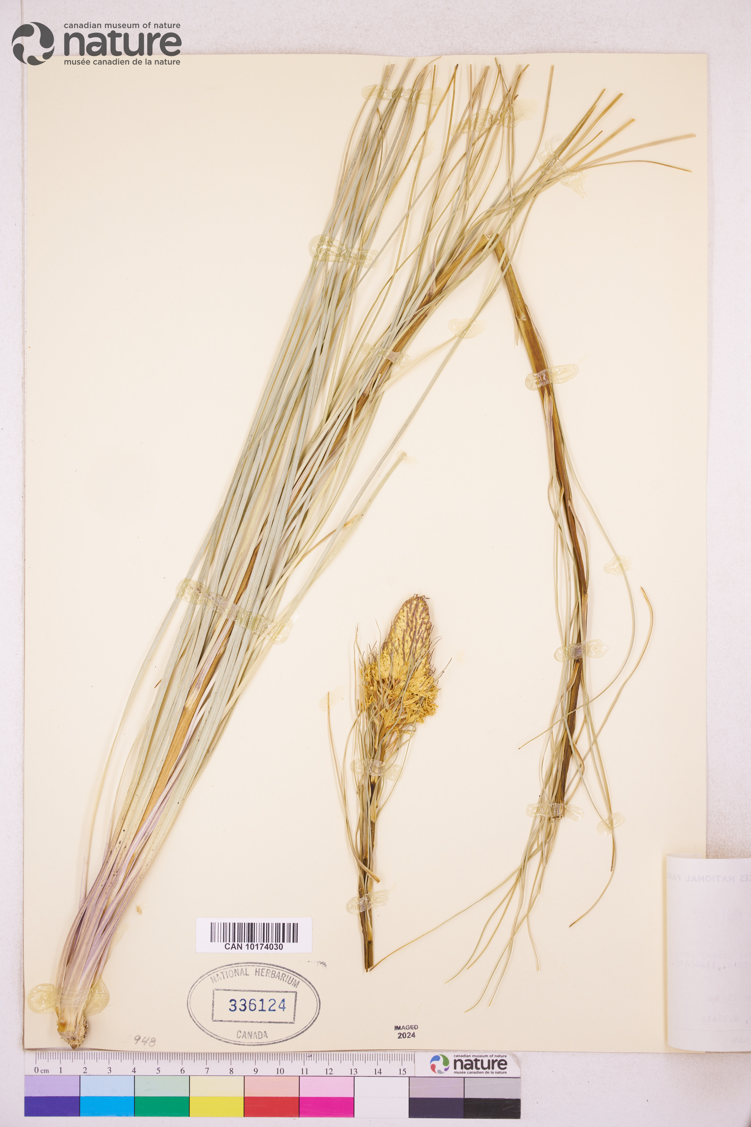 Xerophyllum tenax image