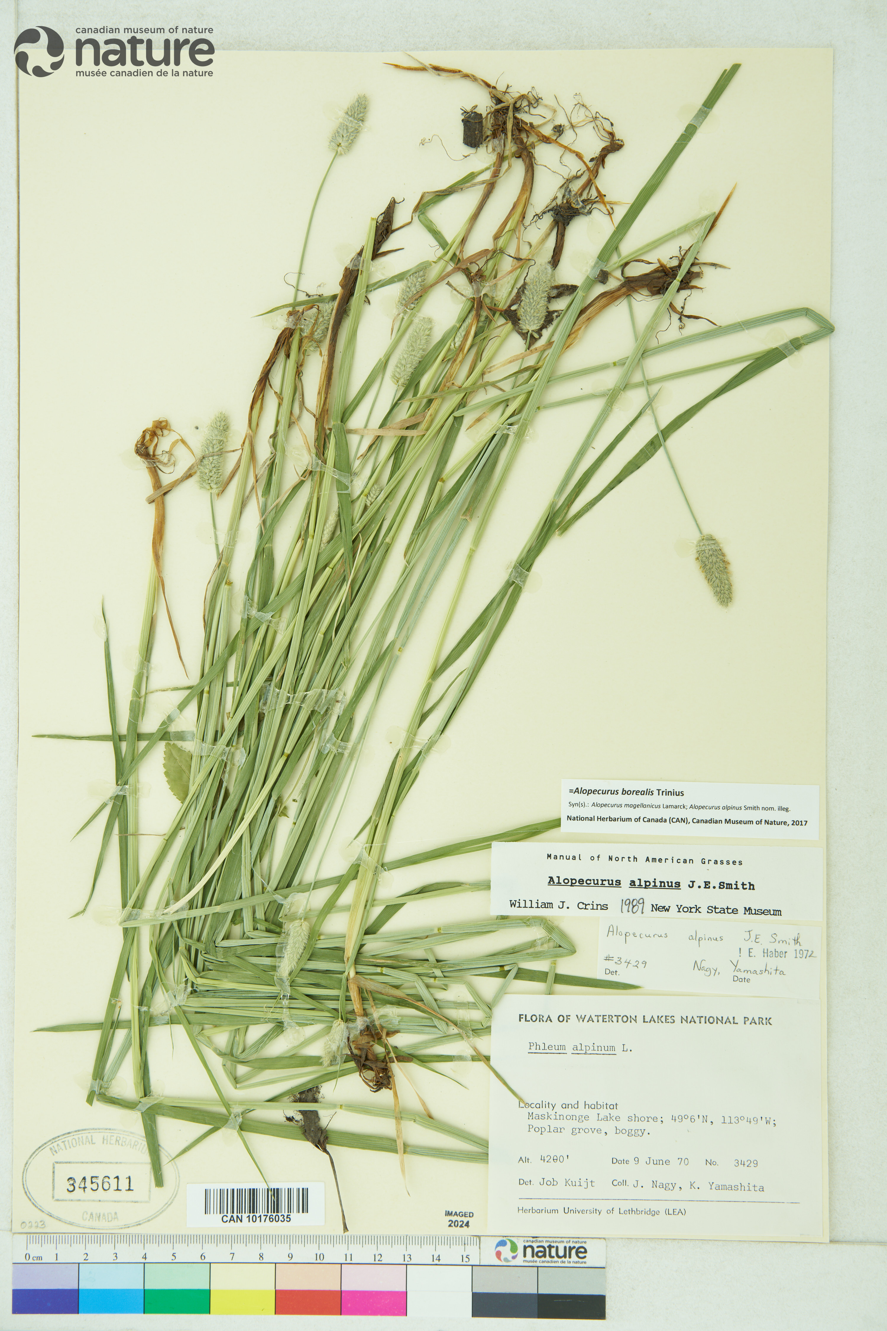 Alopecurus magellanicus image