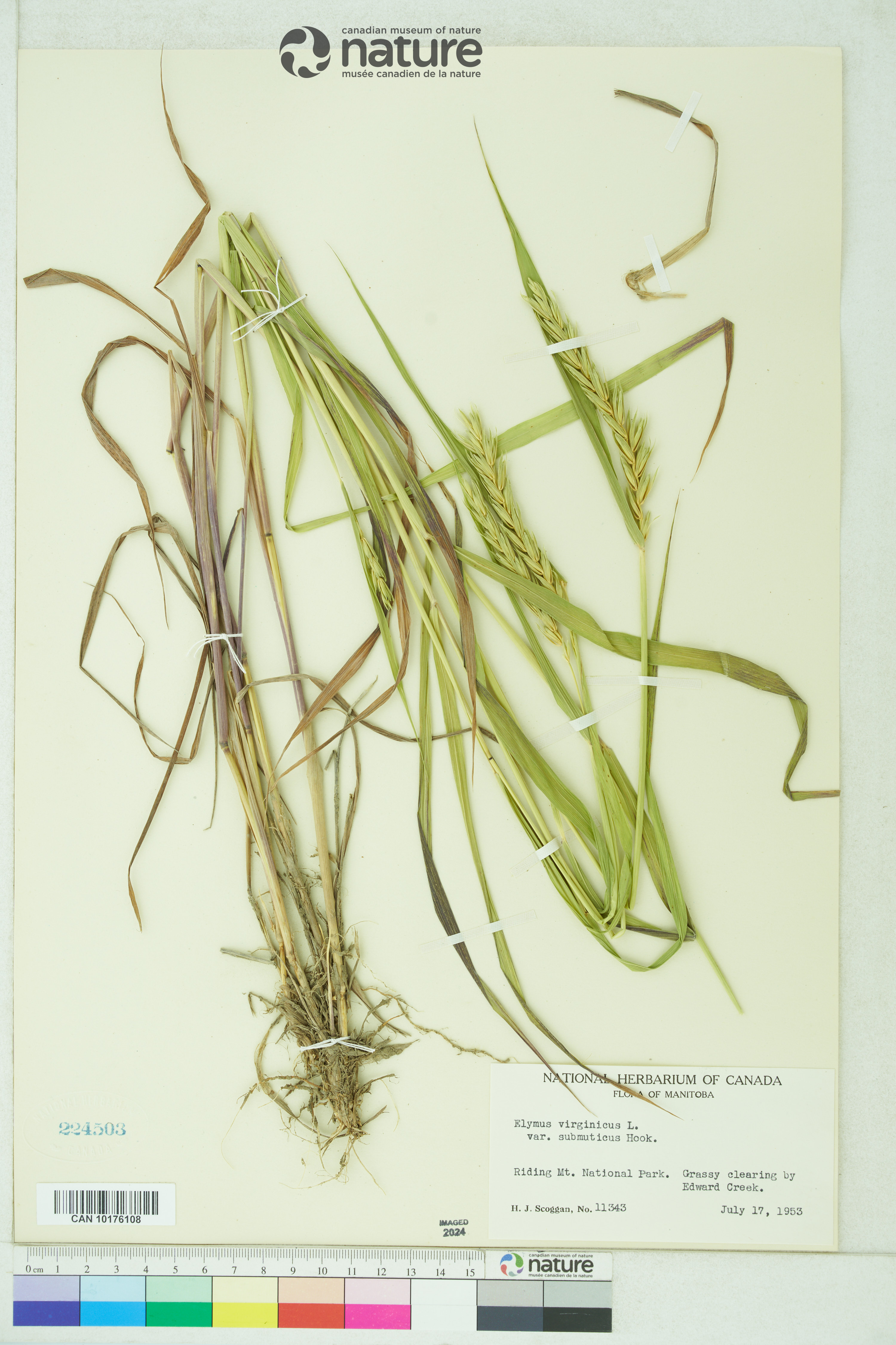 Elymus curvatus image