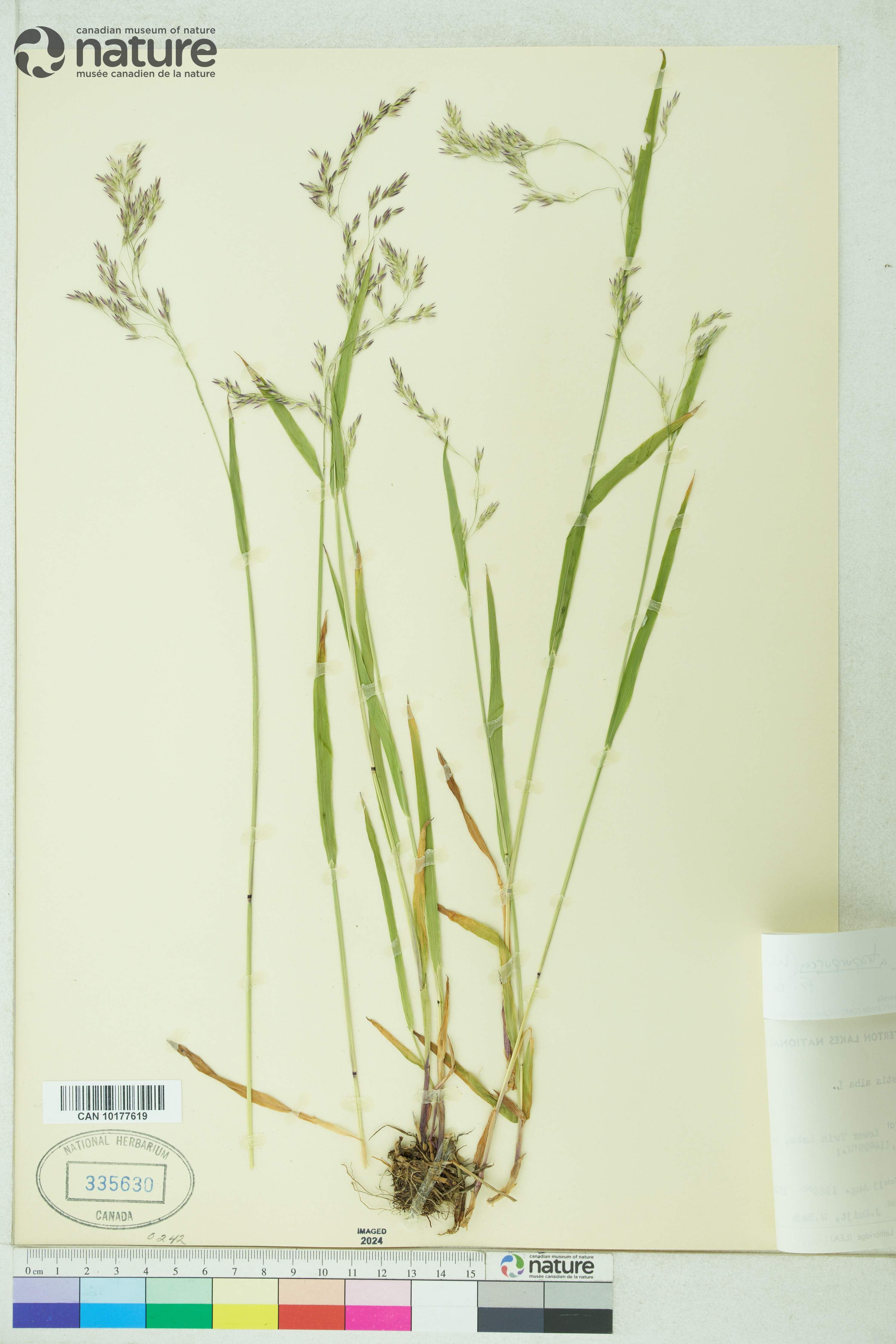 Vahlodea atropurpurea image