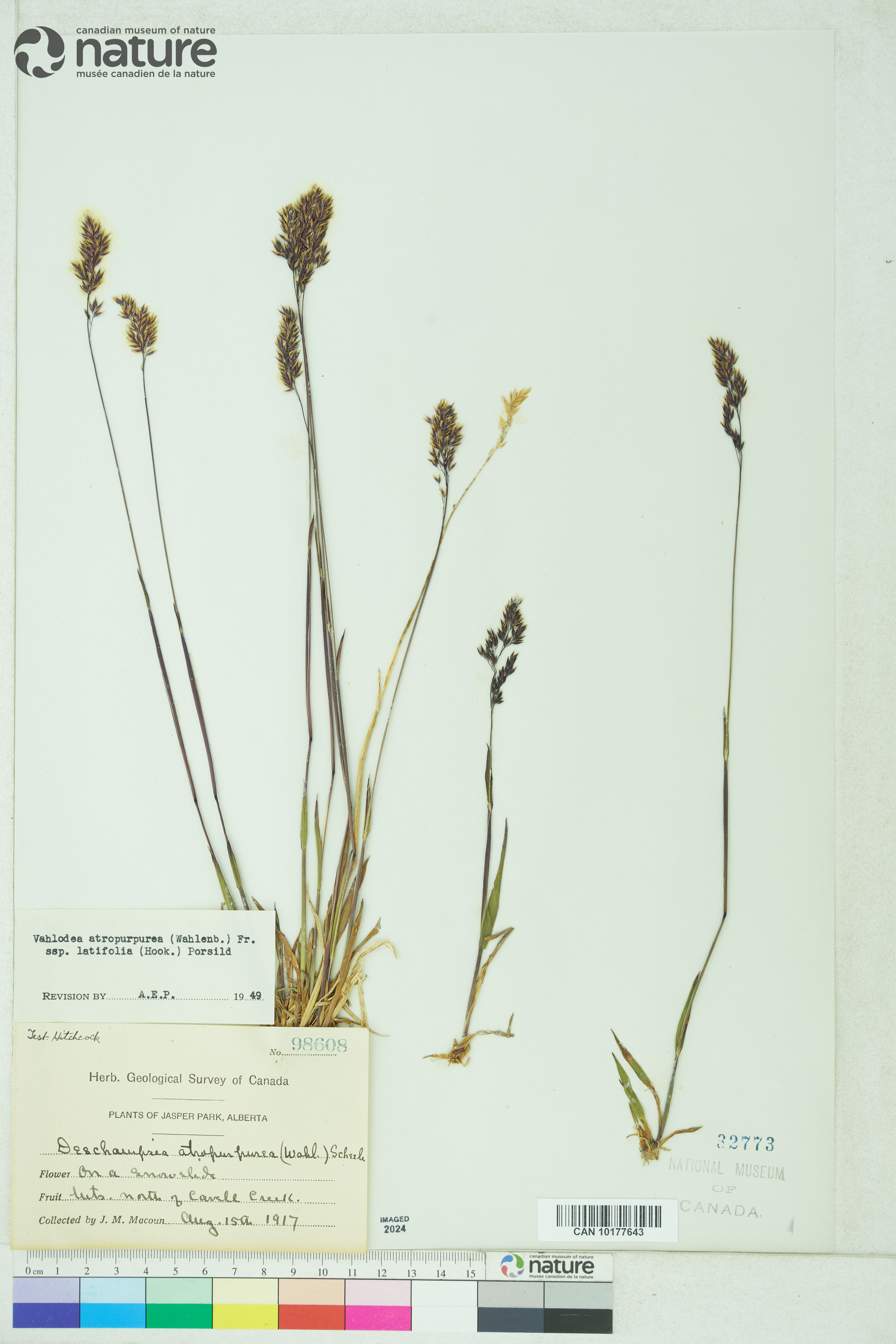 Vahlodea image