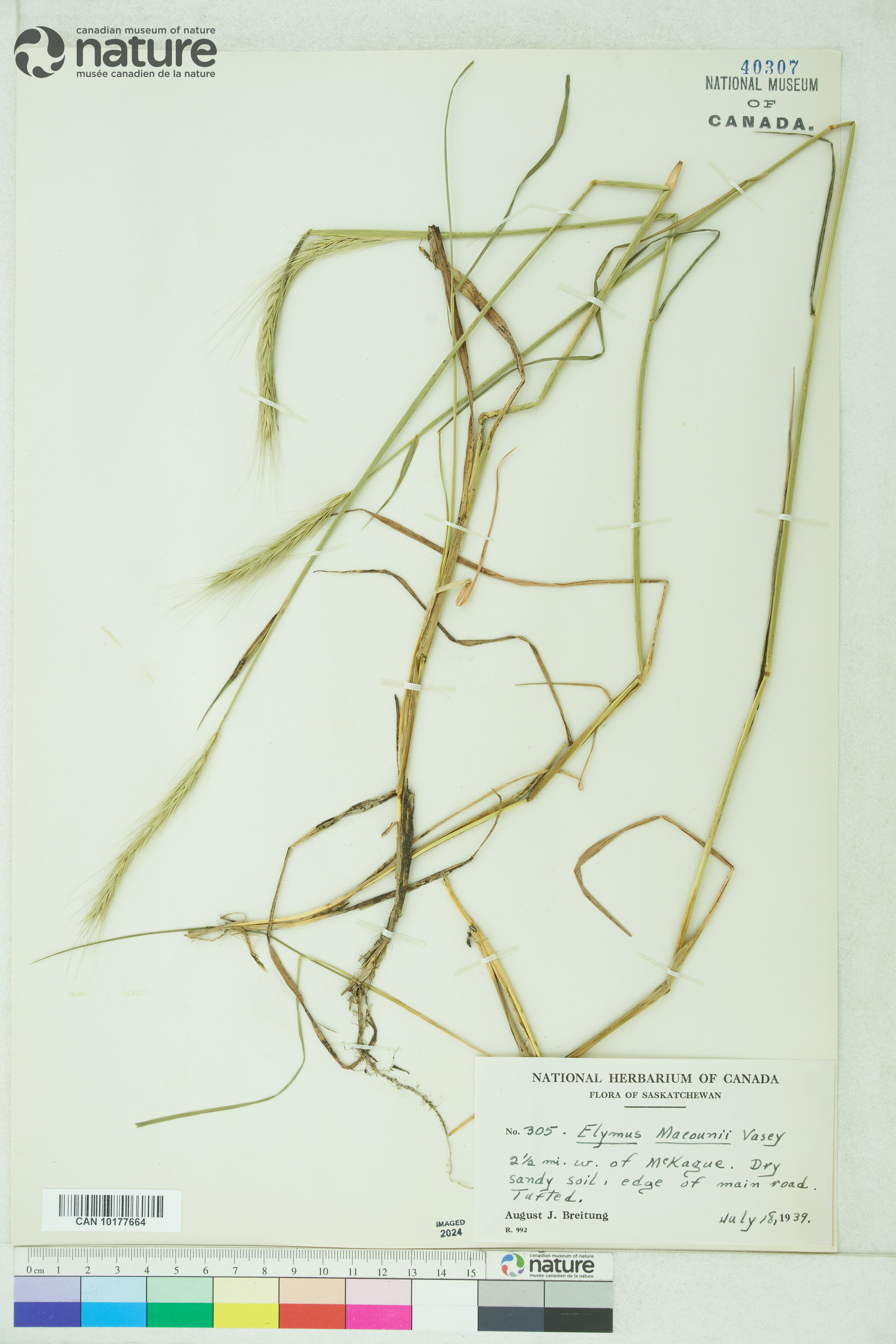 x Elyhordeum macounii image