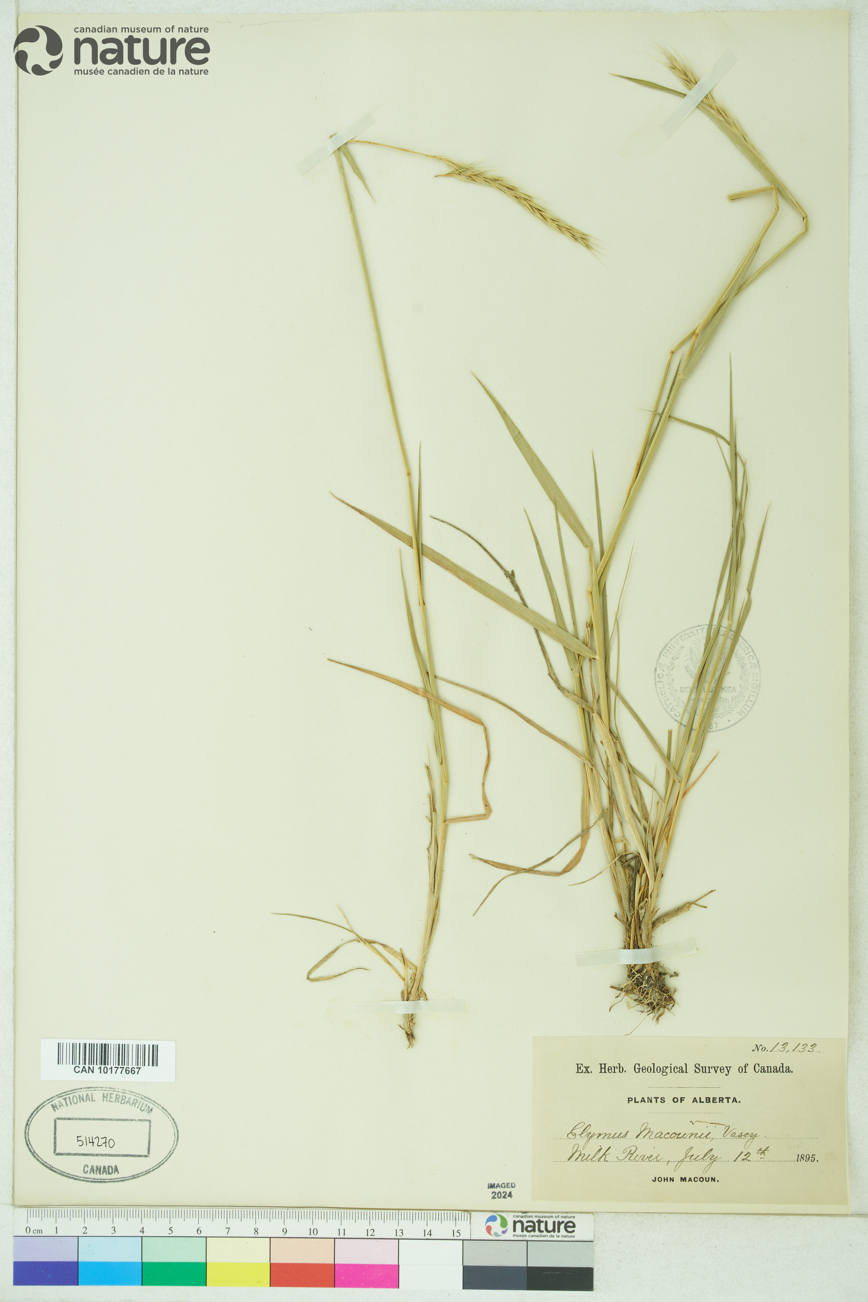 x Elyhordeum macounii image
