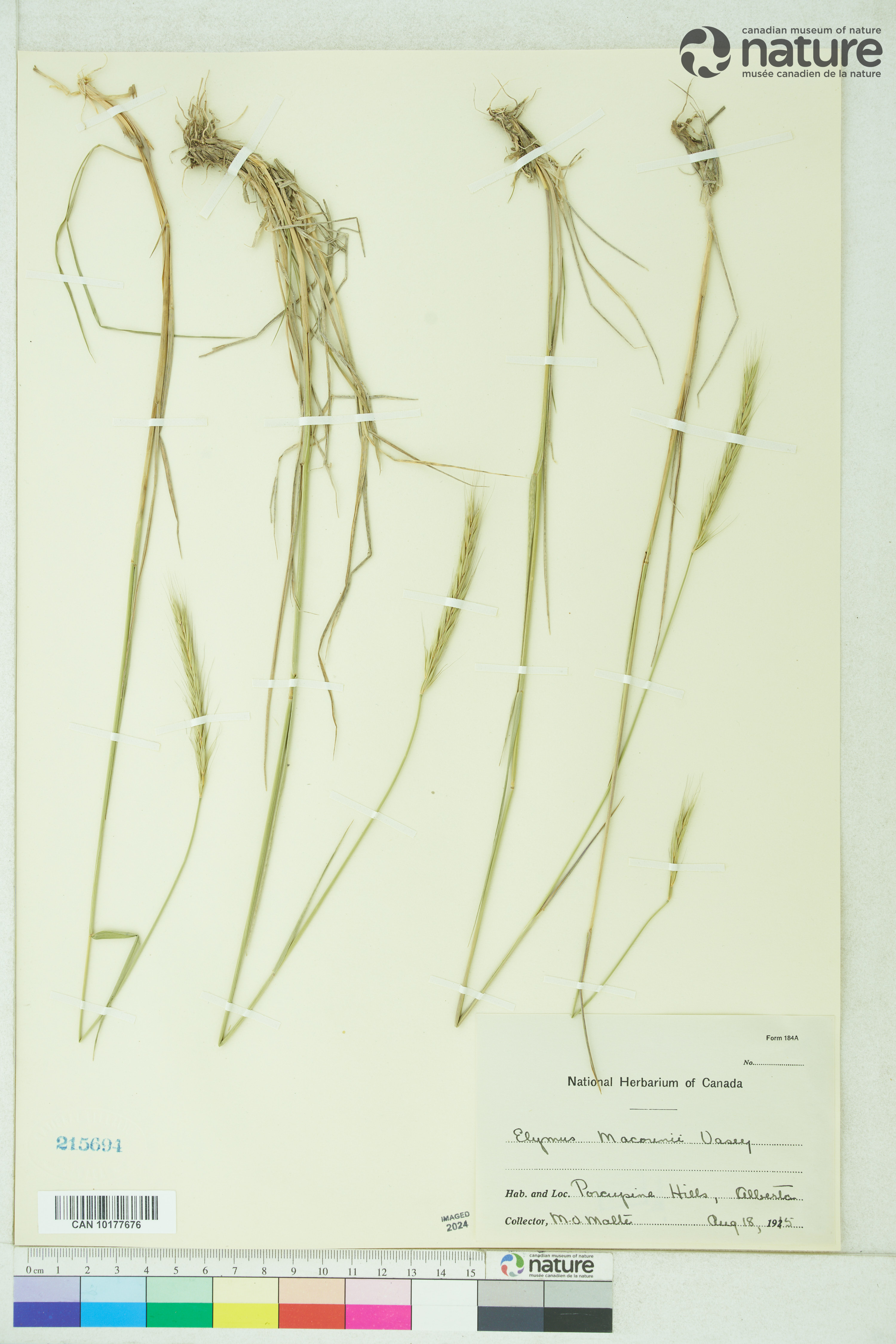 x Elyhordeum macounii image