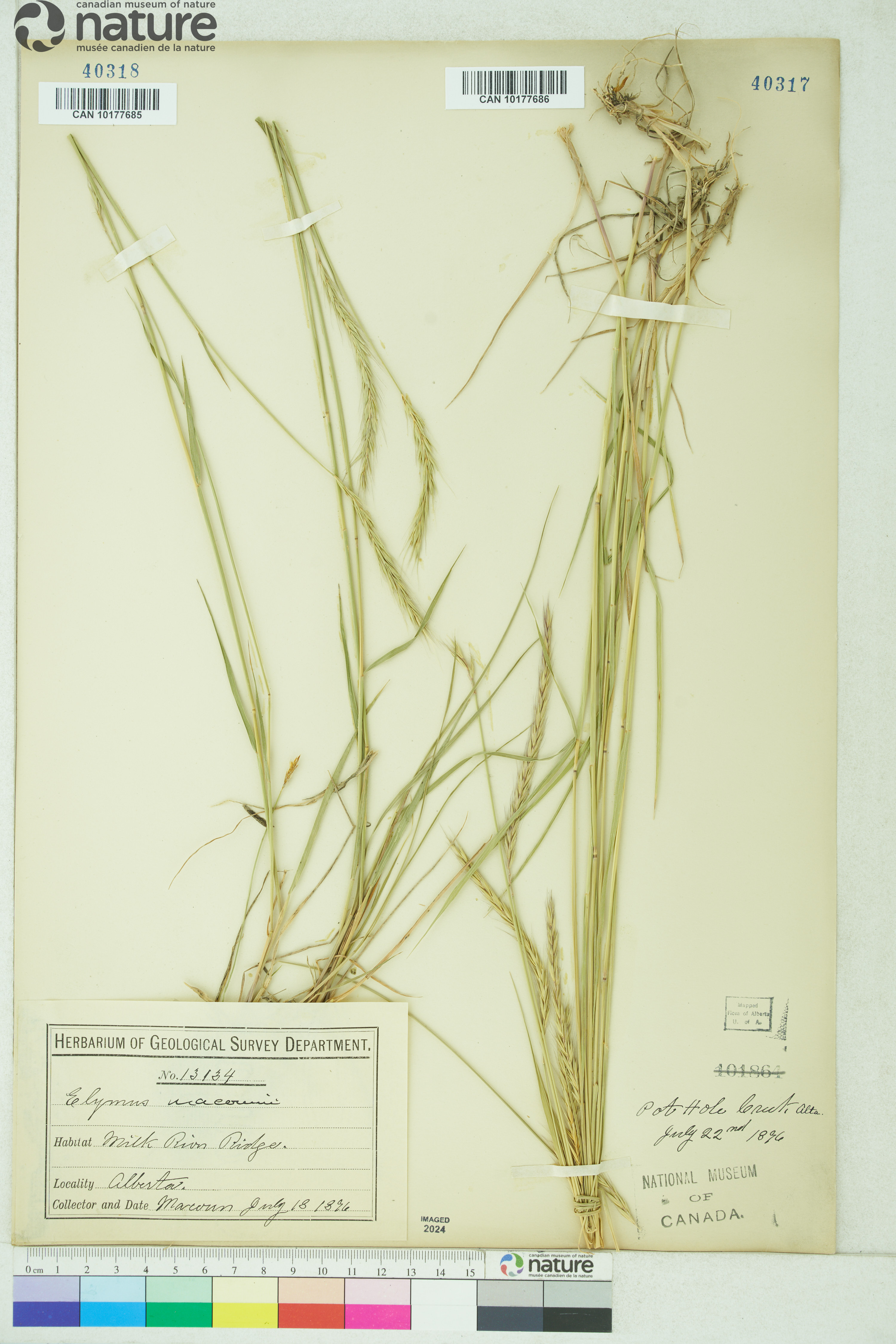 x Elyhordeum macounii image