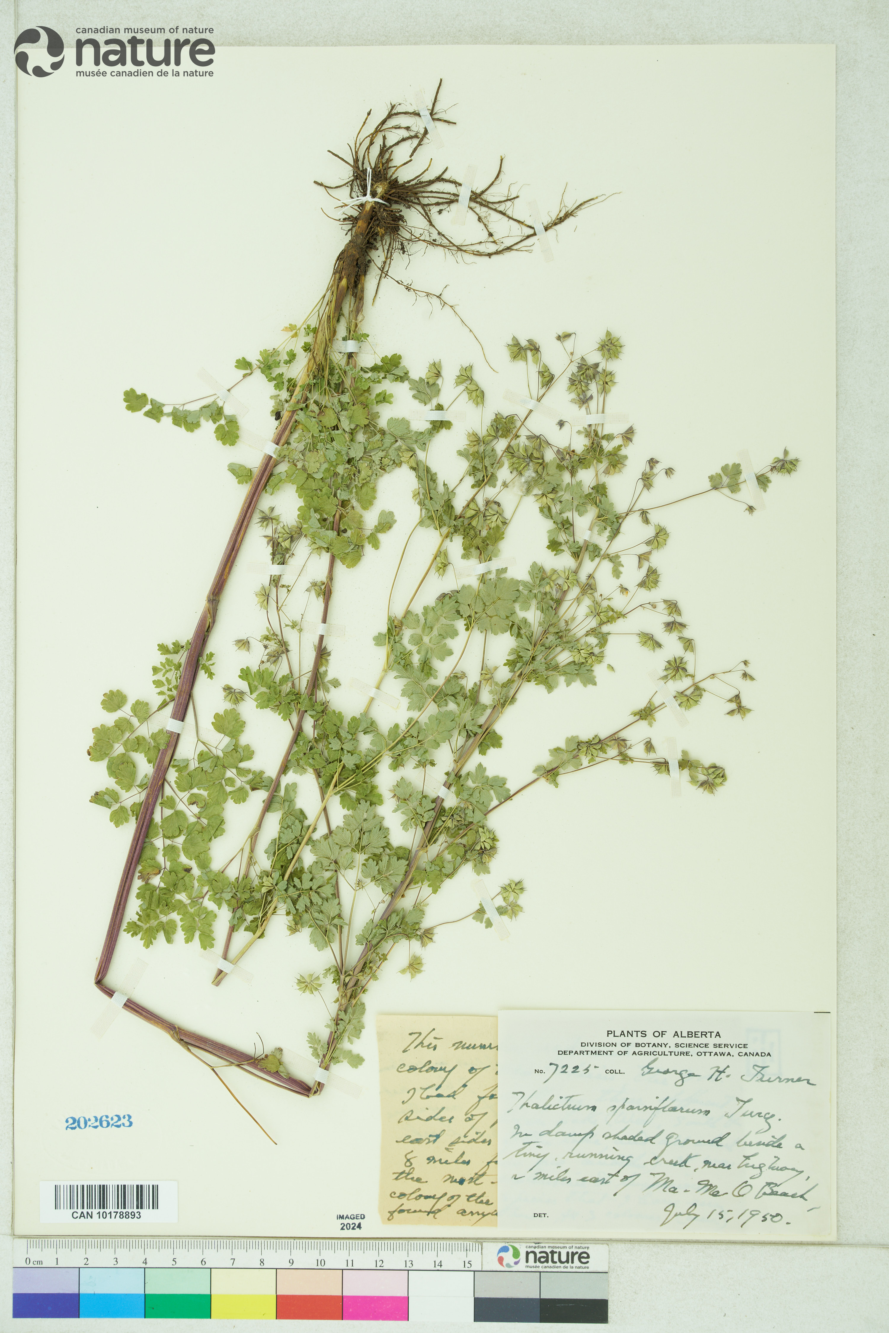 Thalictrum sparsiflorum image