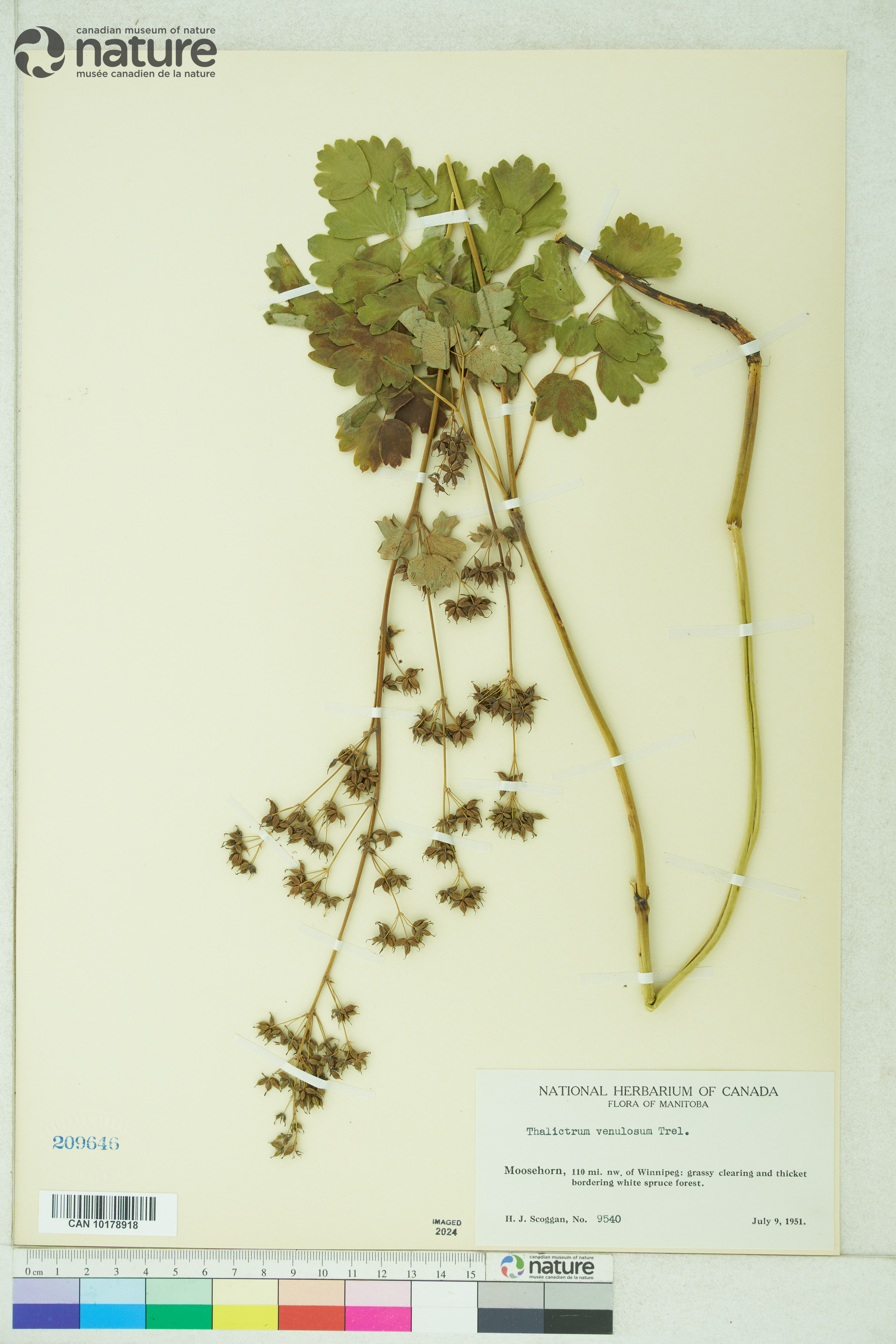 Thalictrum venulosum image
