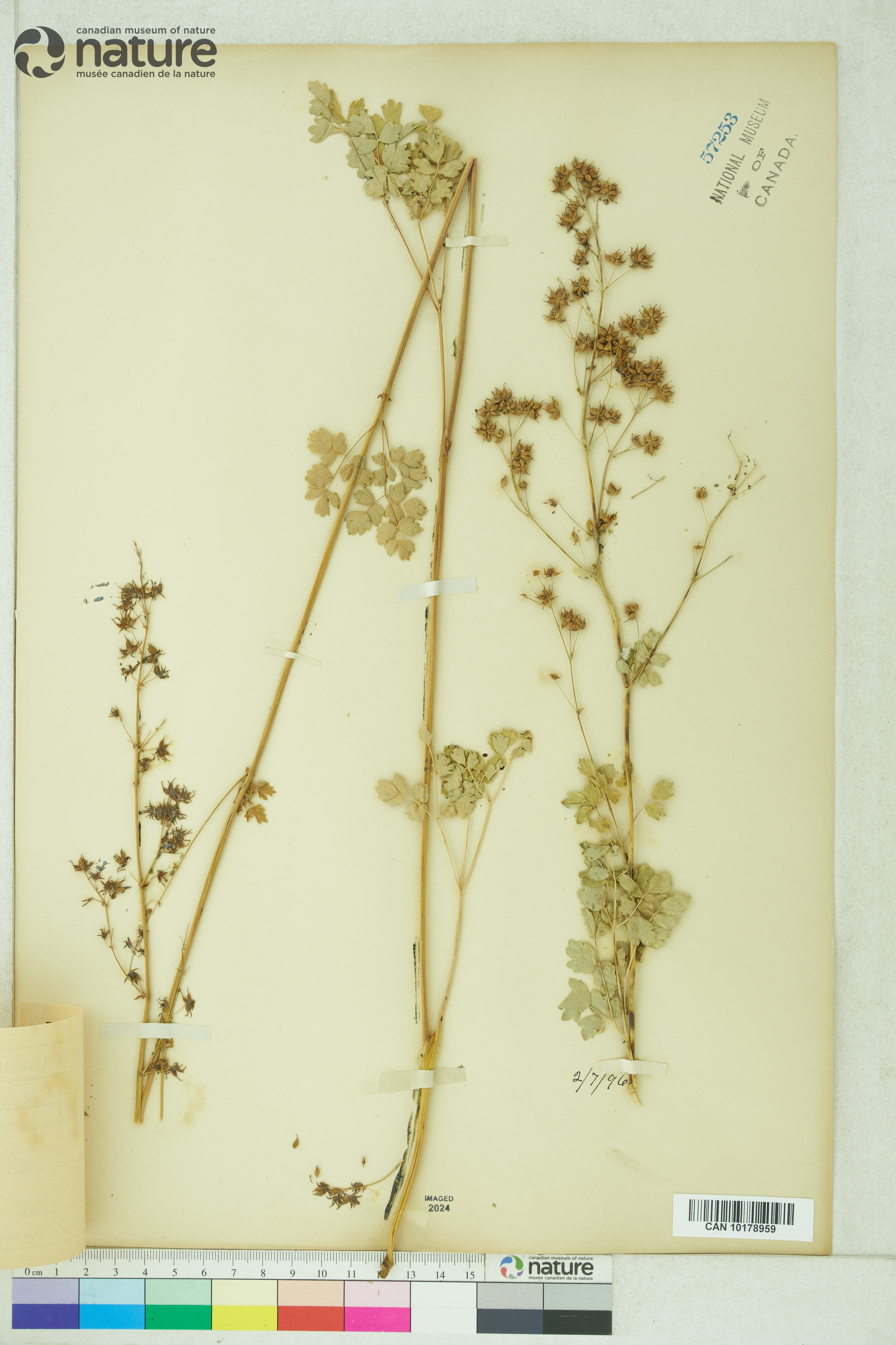 Thalictrum venulosum image