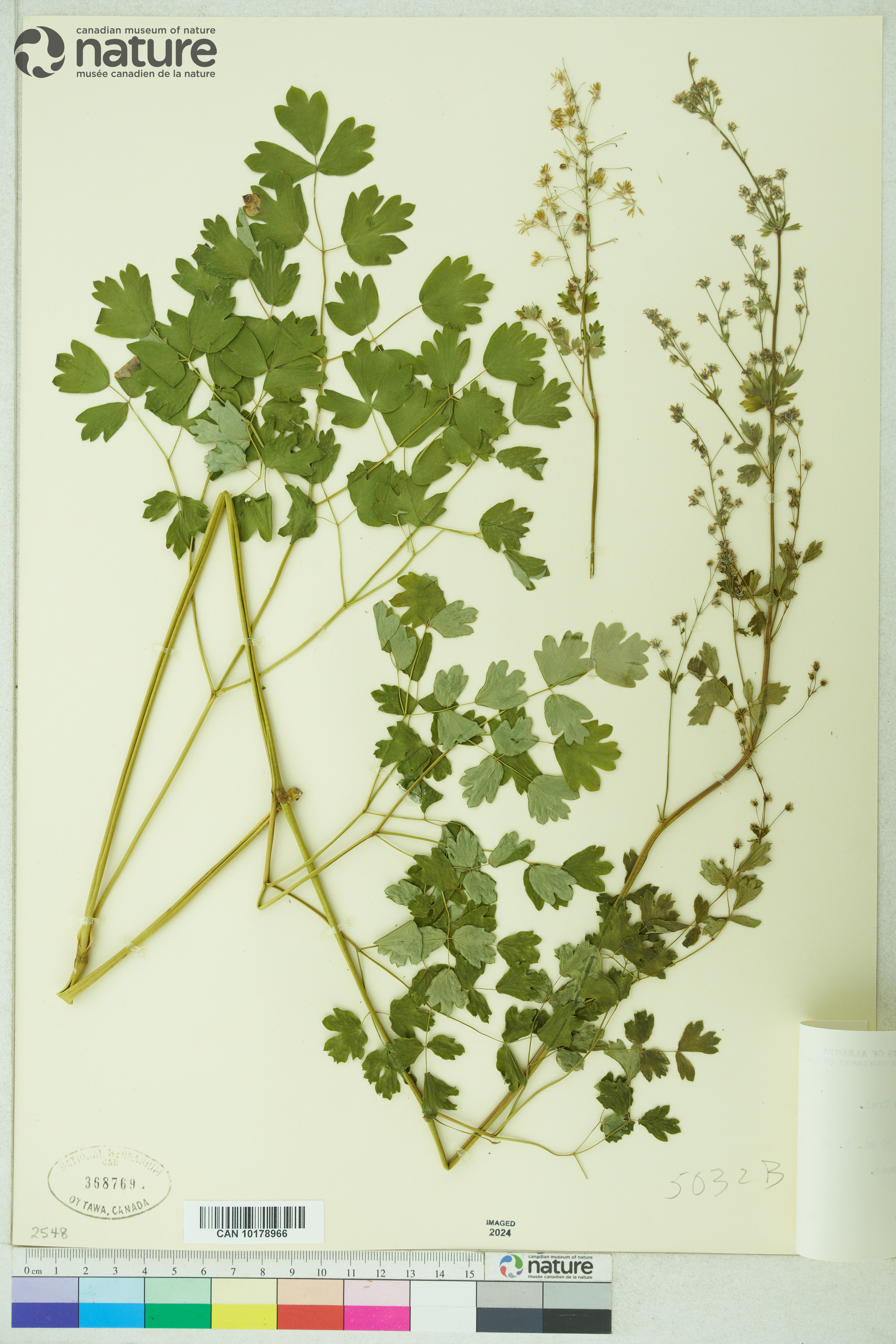 Thalictrum venulosum image
