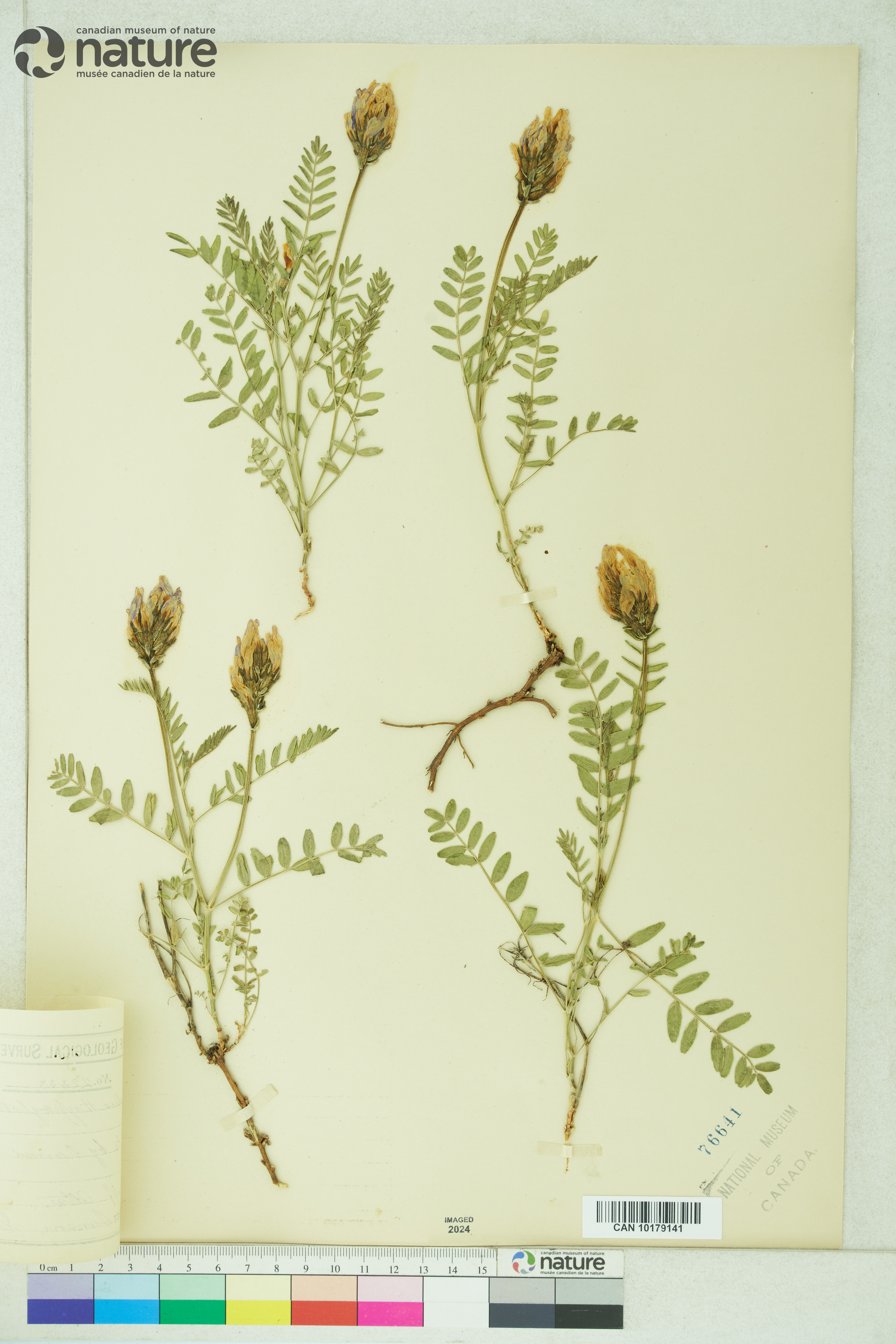 Astragalus agrestis image