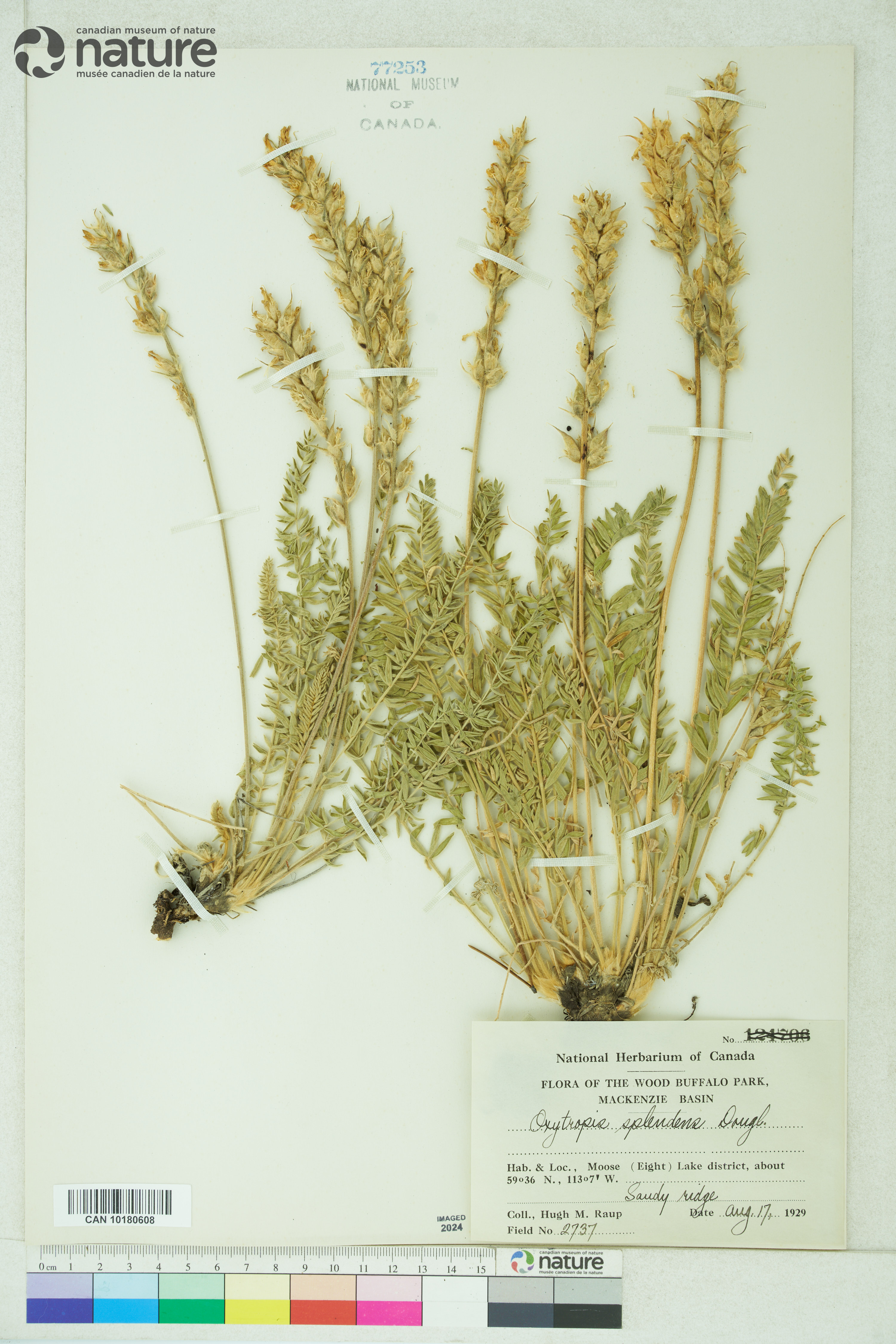 Oxytropis splendens image