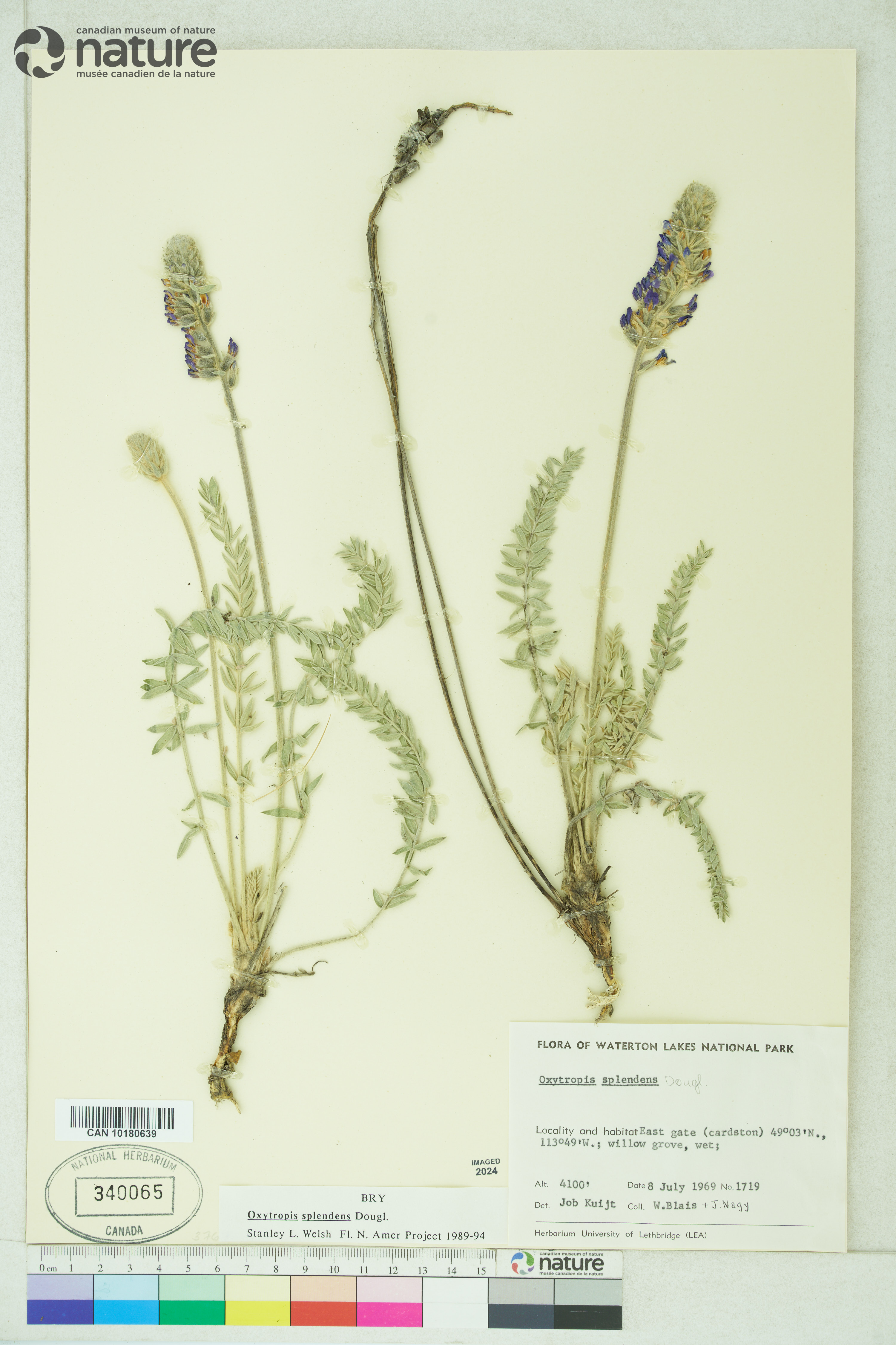 Oxytropis splendens image