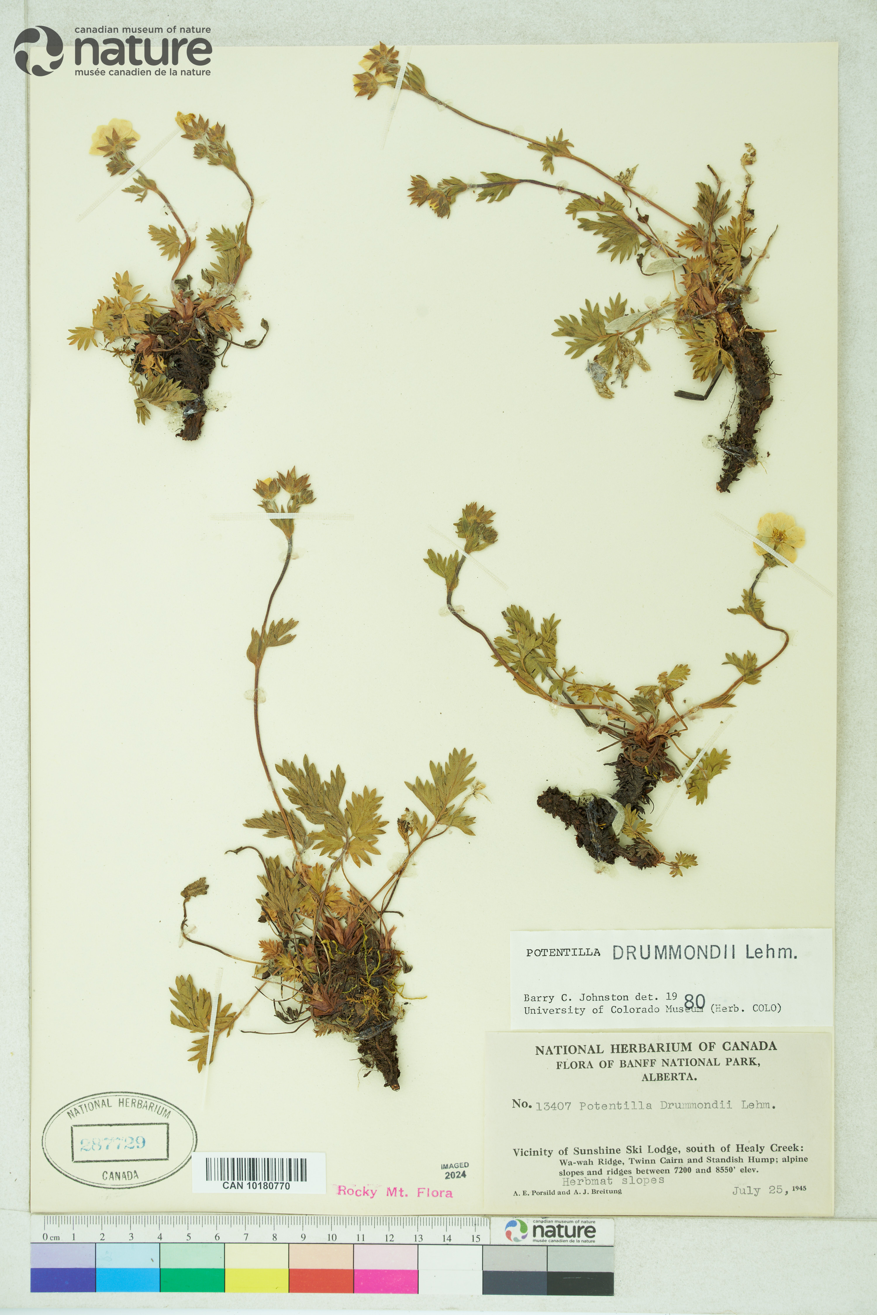 Potentilla drummondii image