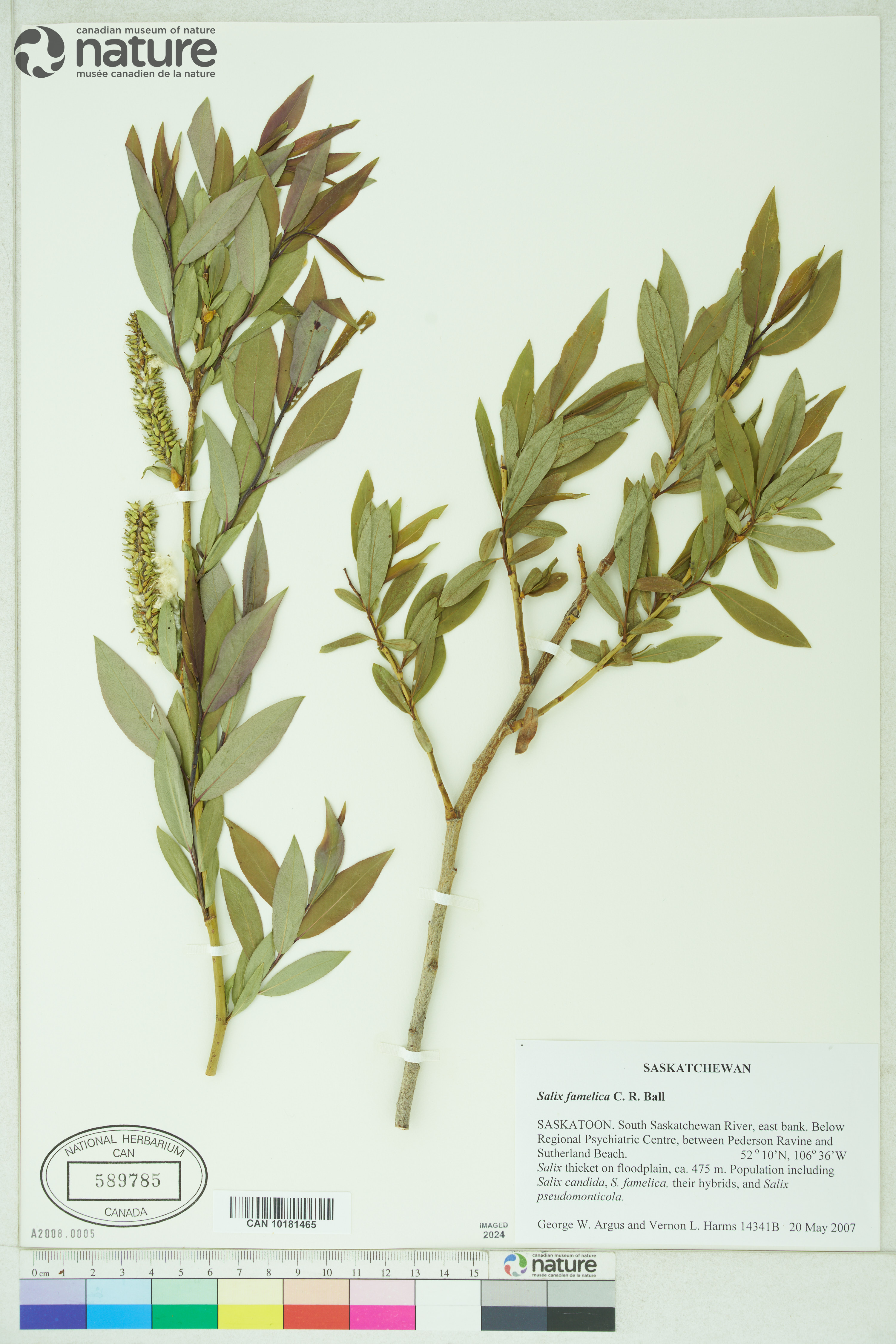 Salix famelica image