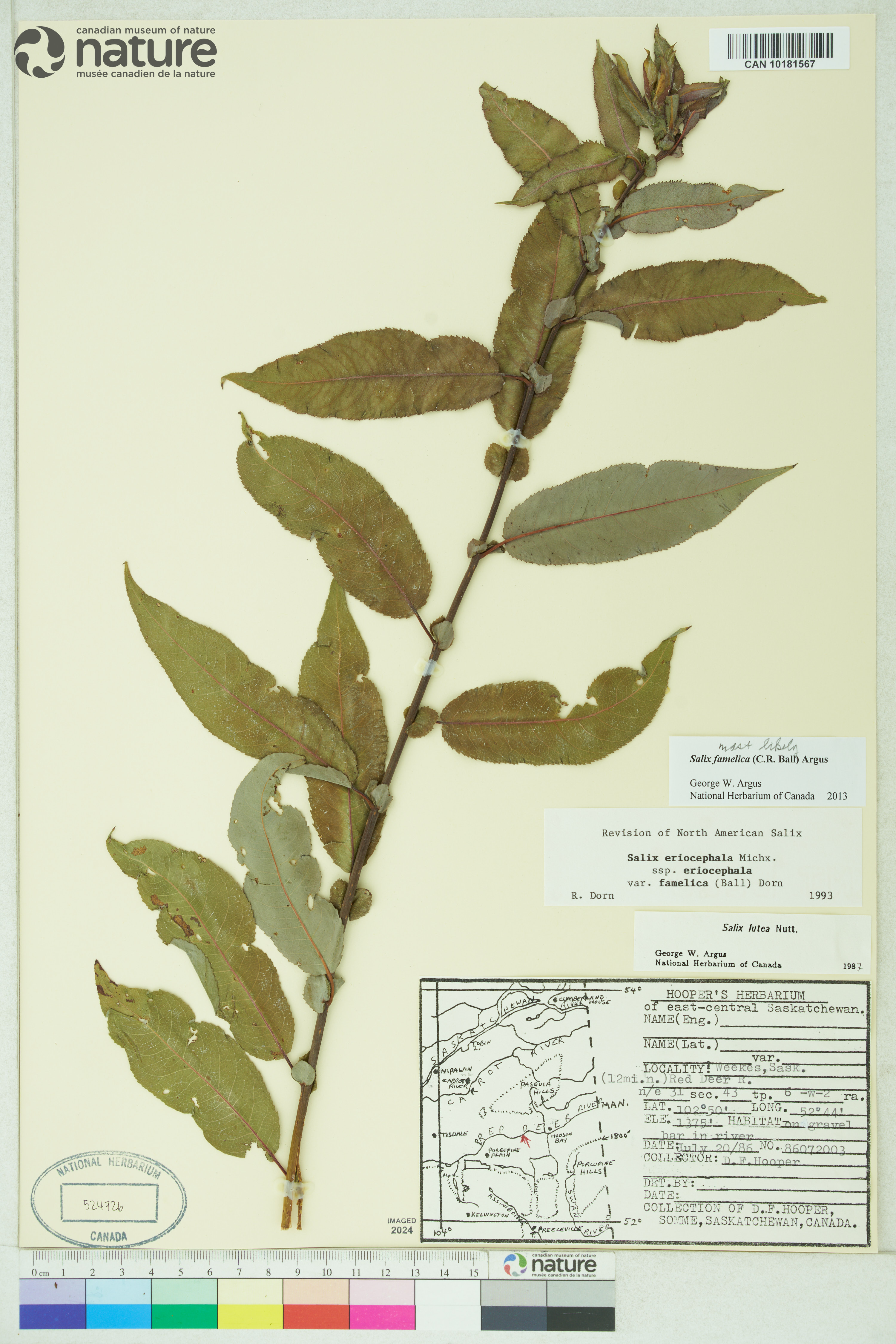 Salix famelica image