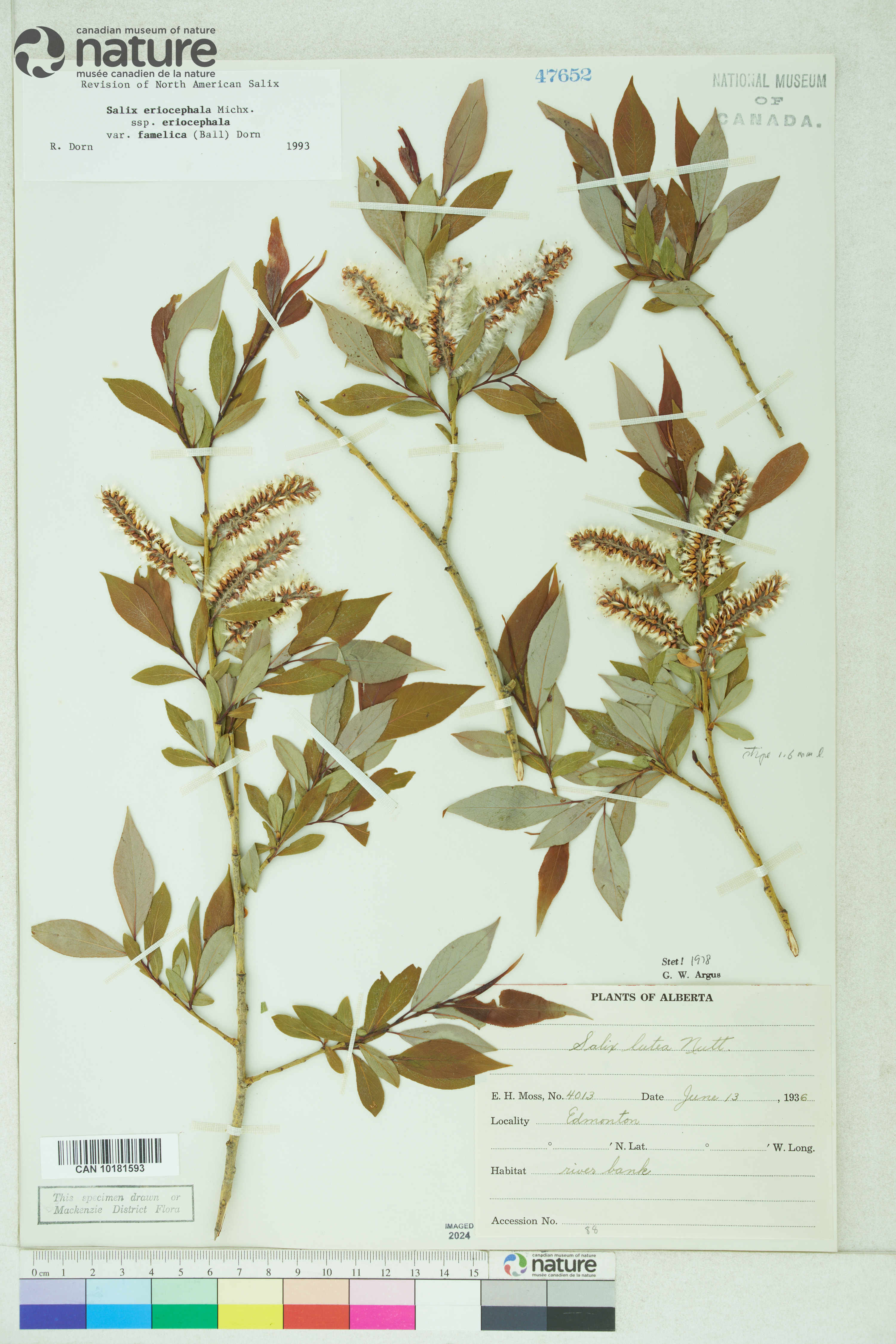 Salix famelica image