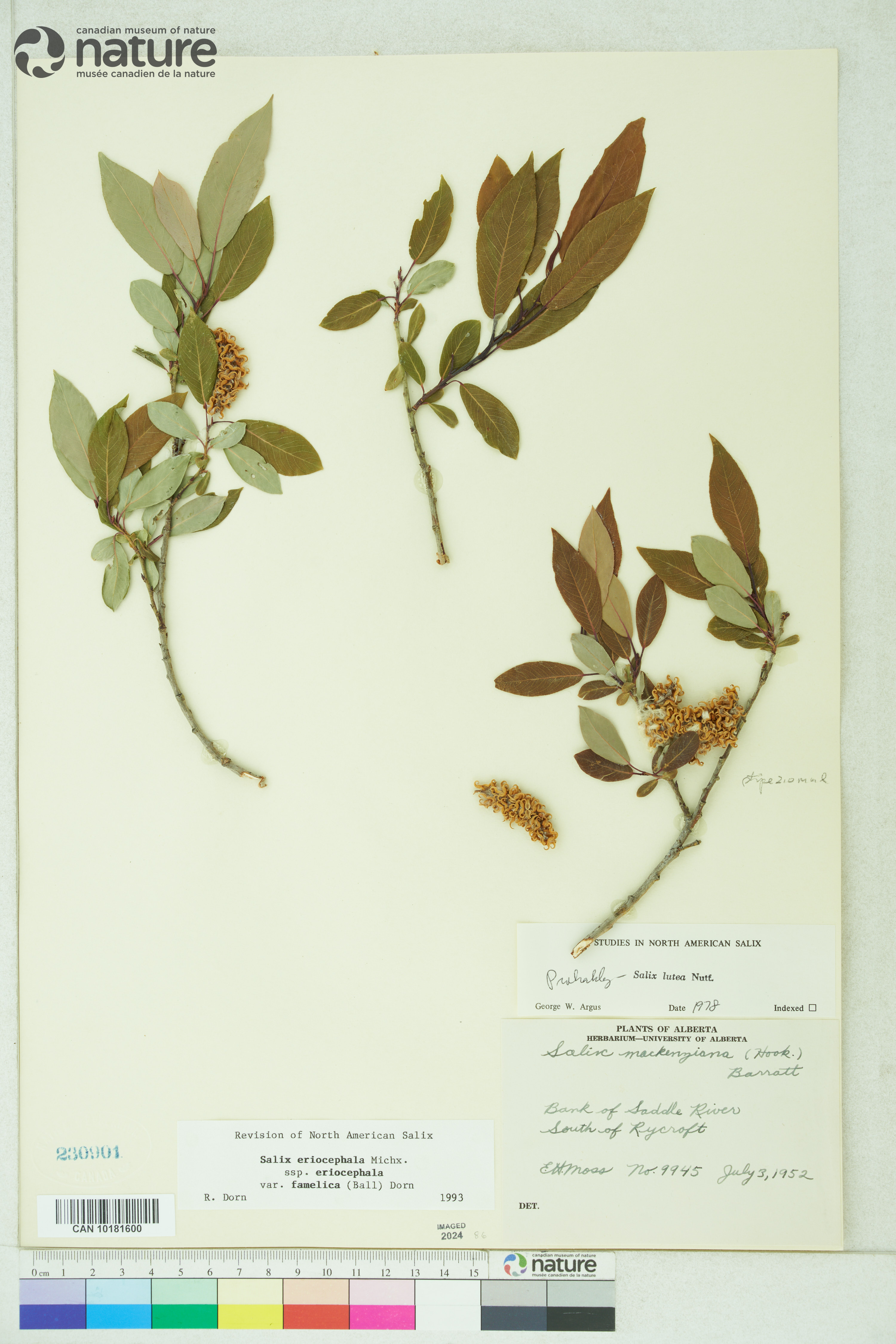 Salix famelica image
