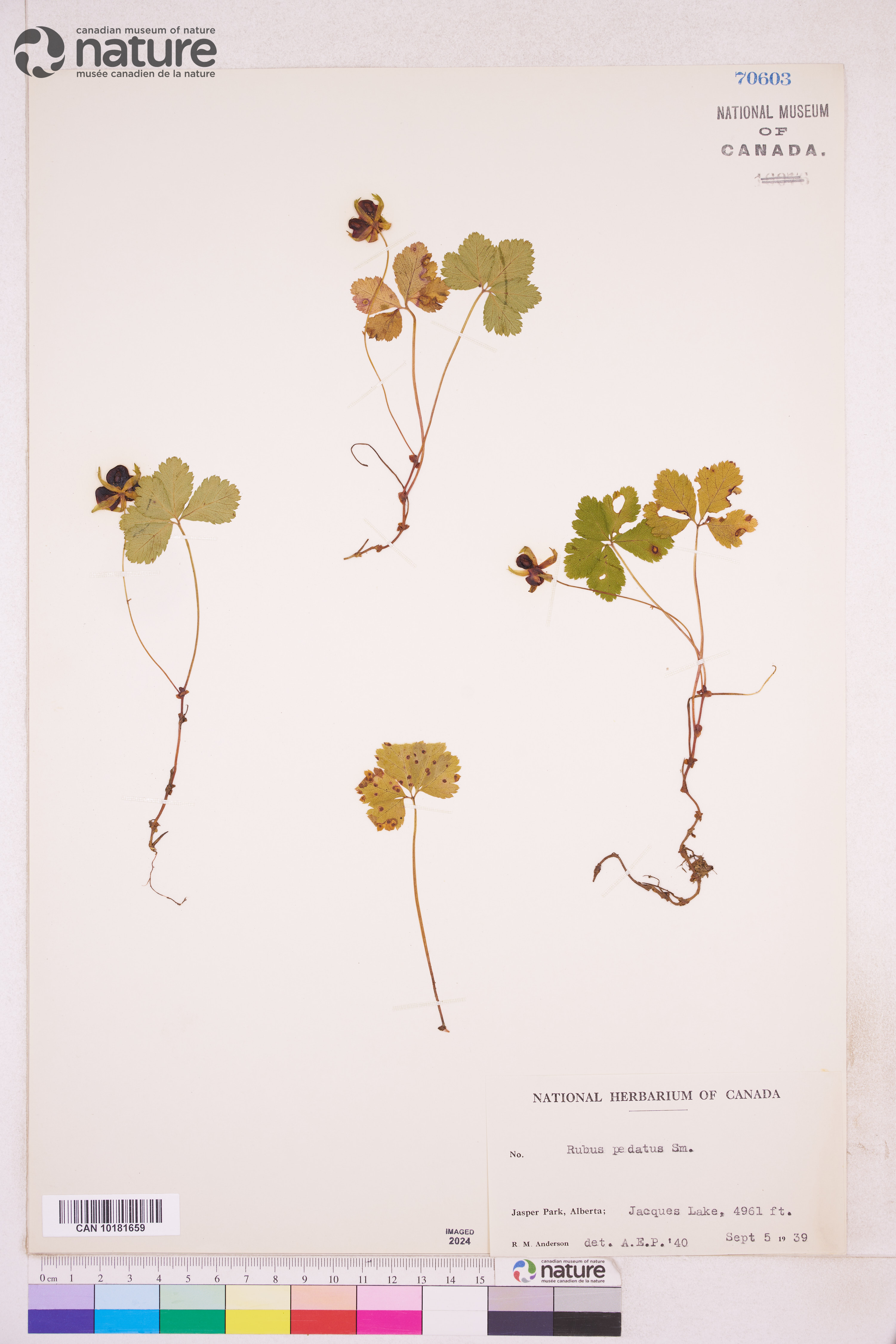 Rubus pedatus image