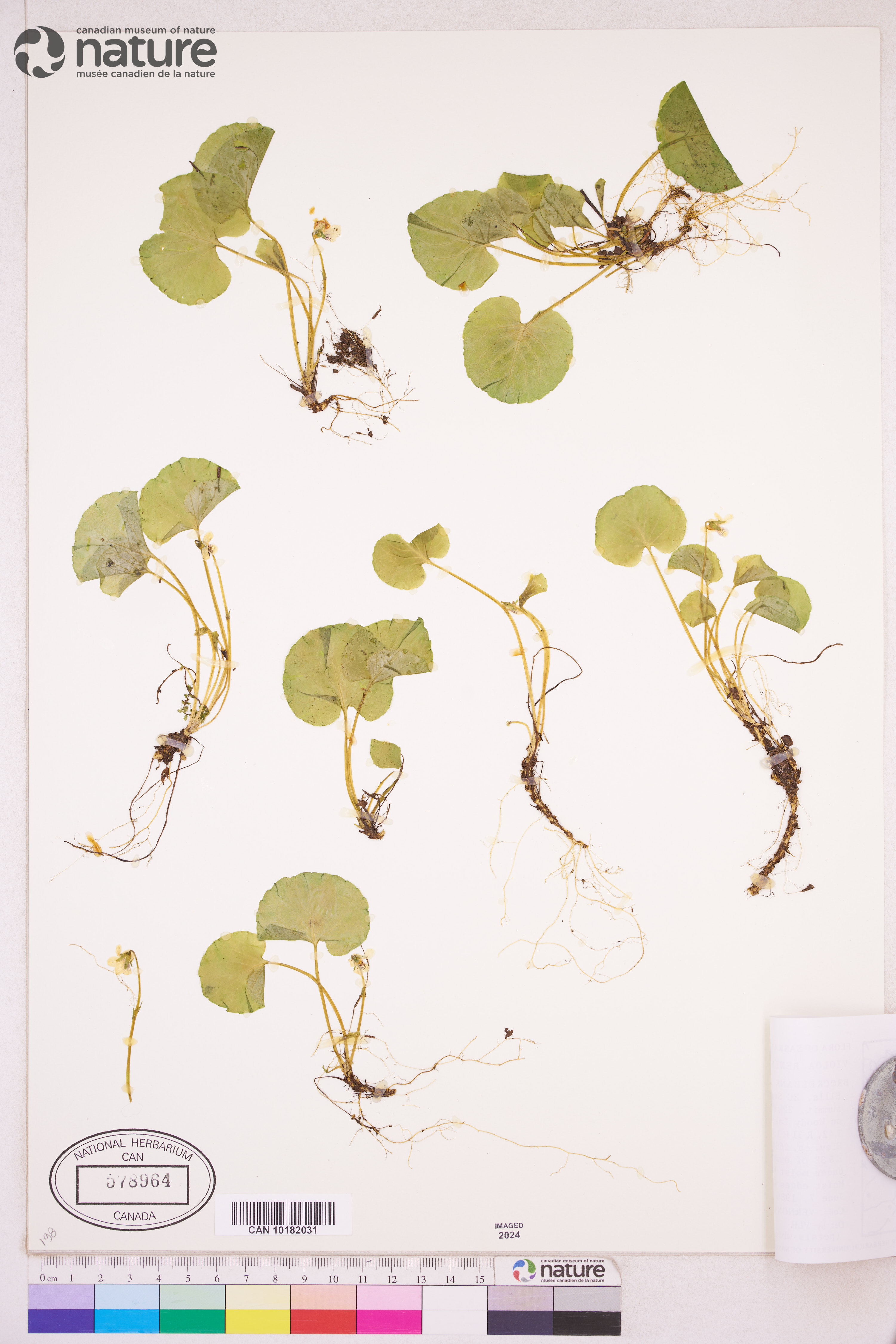 Viola renifolia image