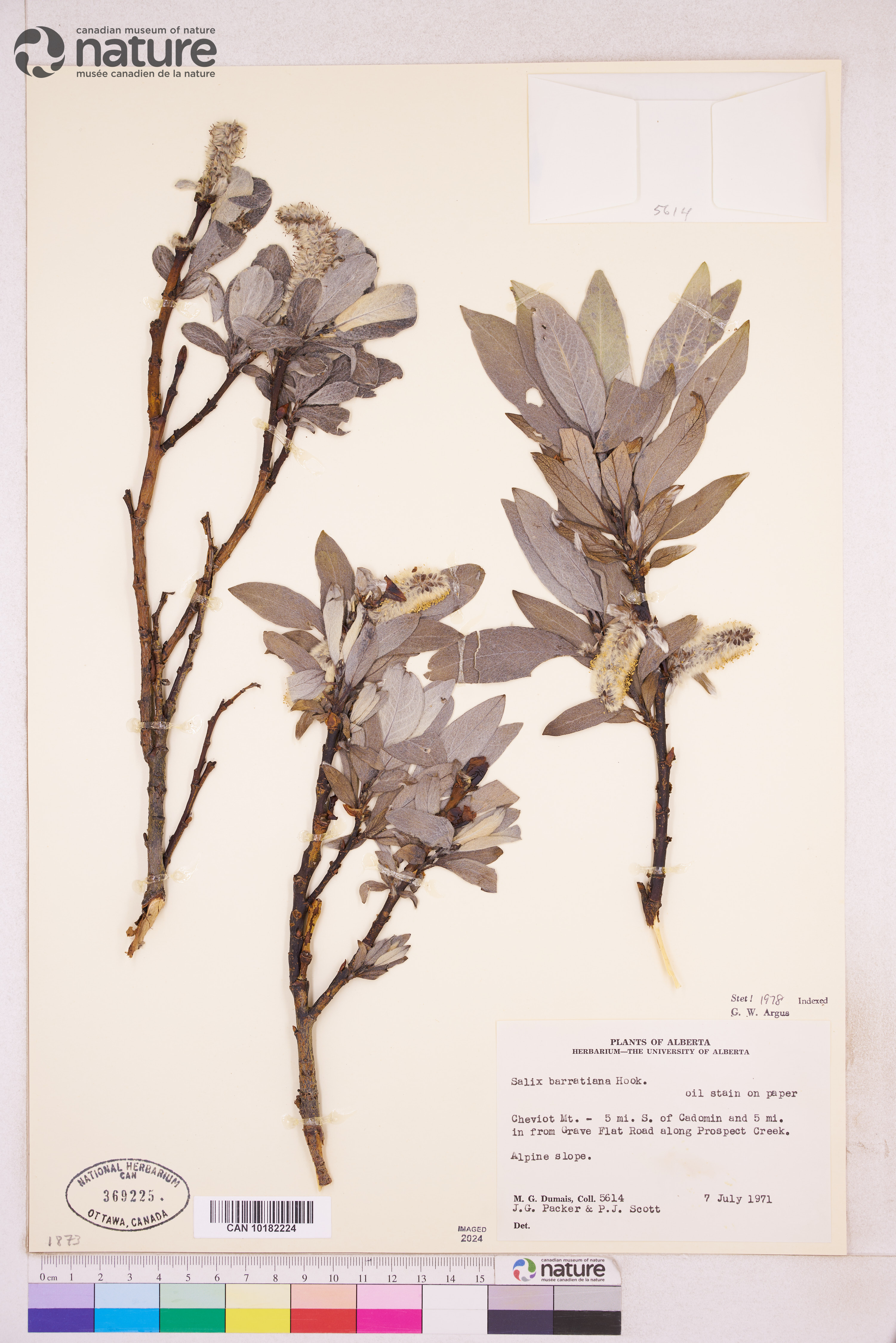 Salix barrattiana image