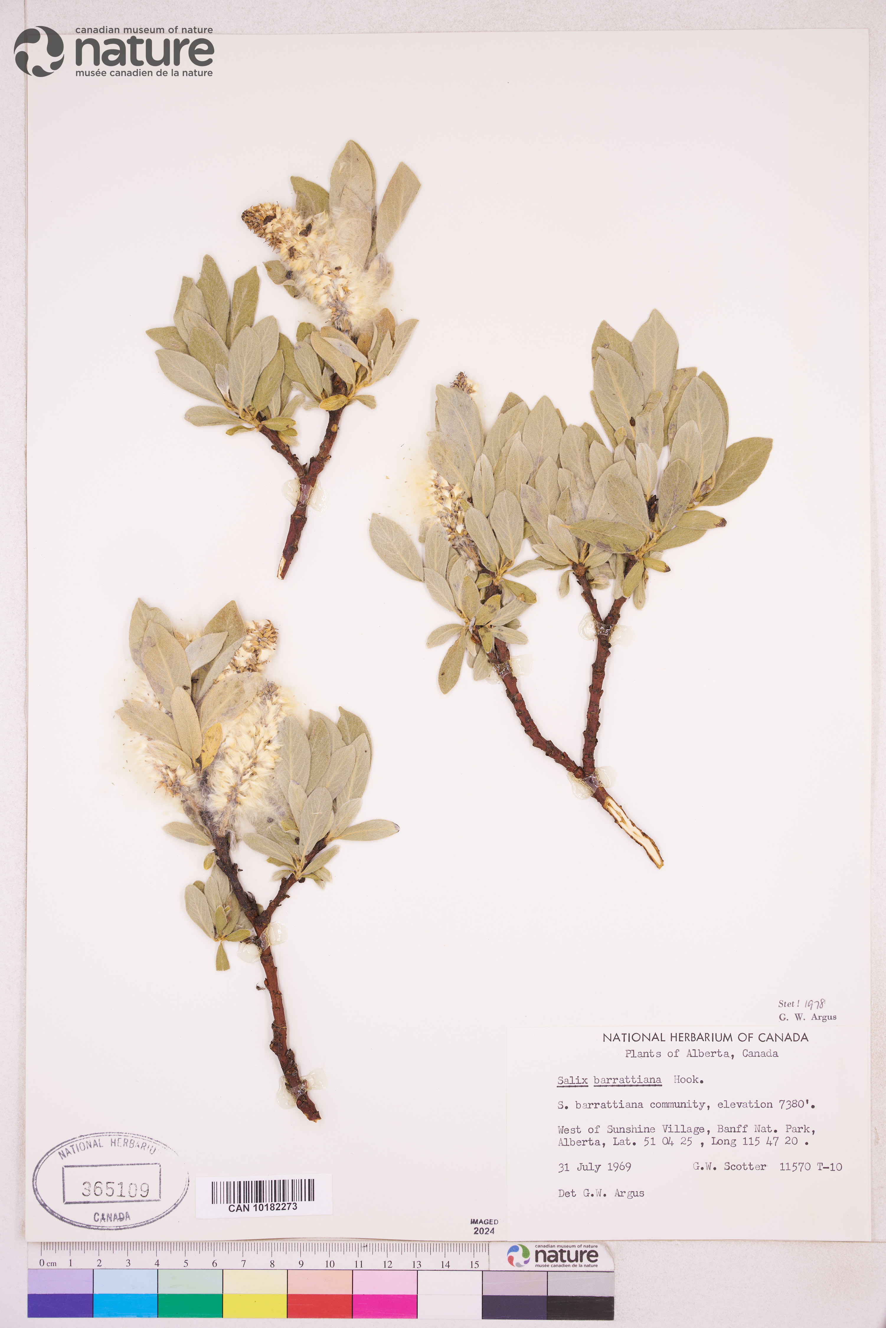 Salix barrattiana image