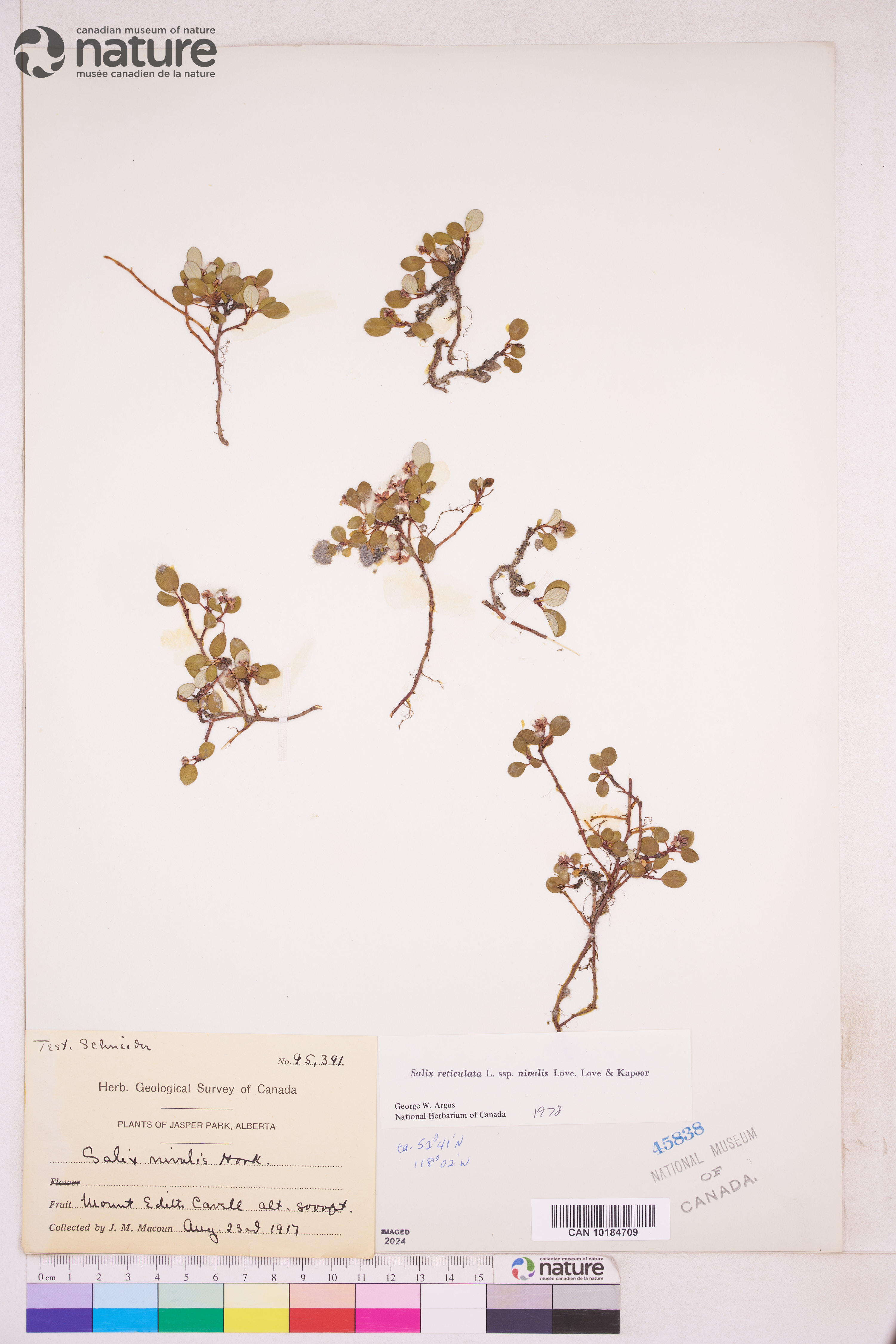 Salix nivalis image