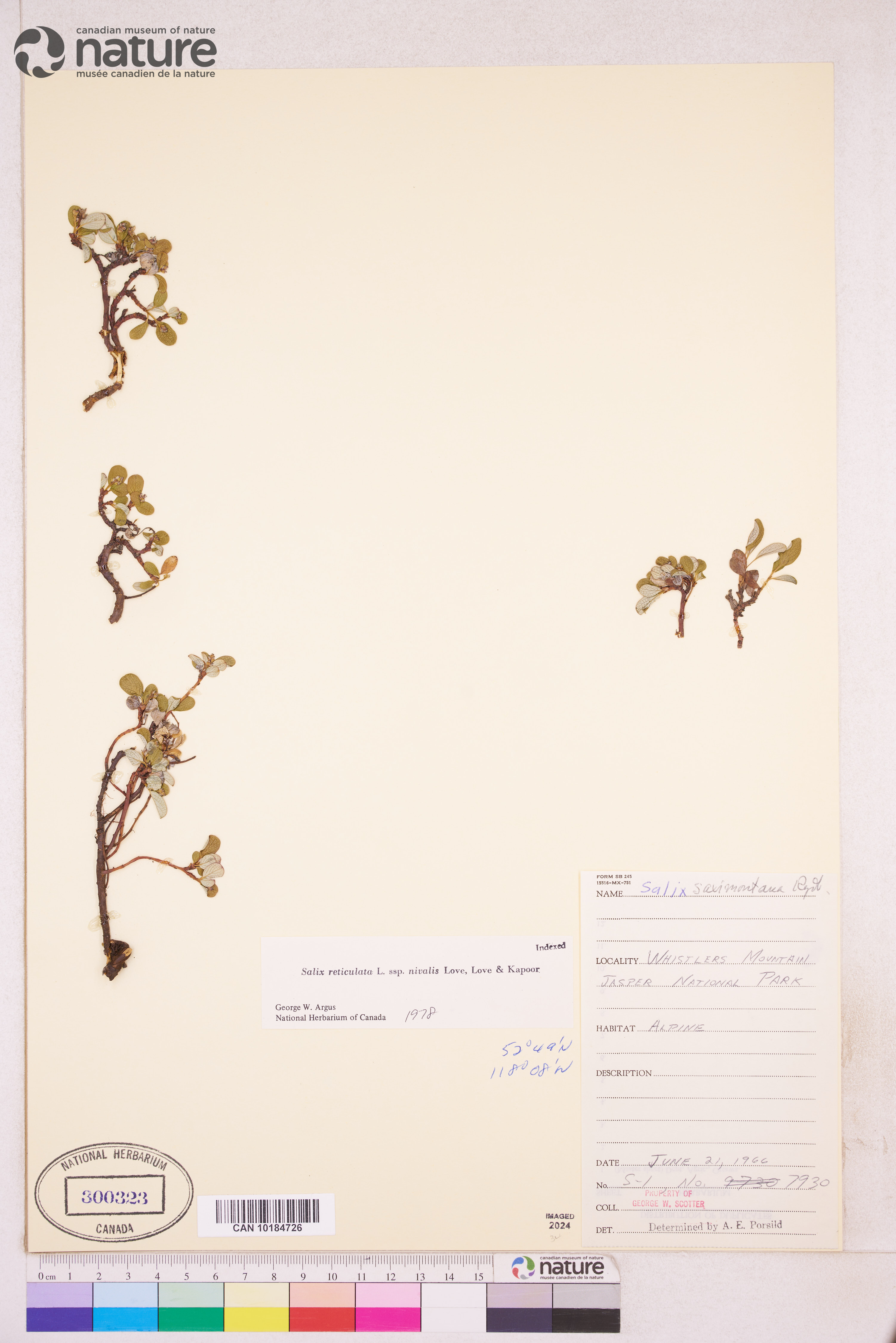 Salix nivalis image