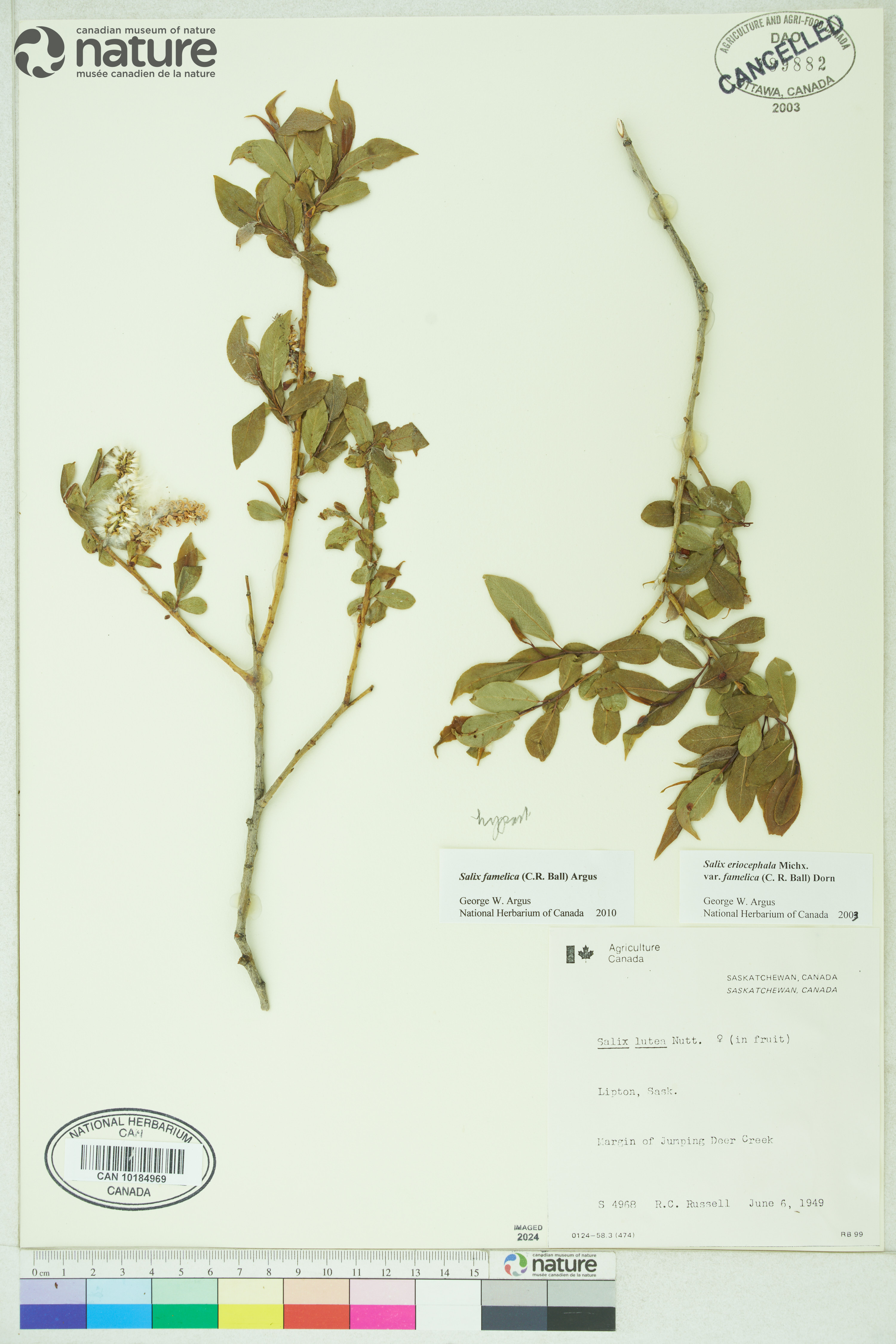 Salix famelica image