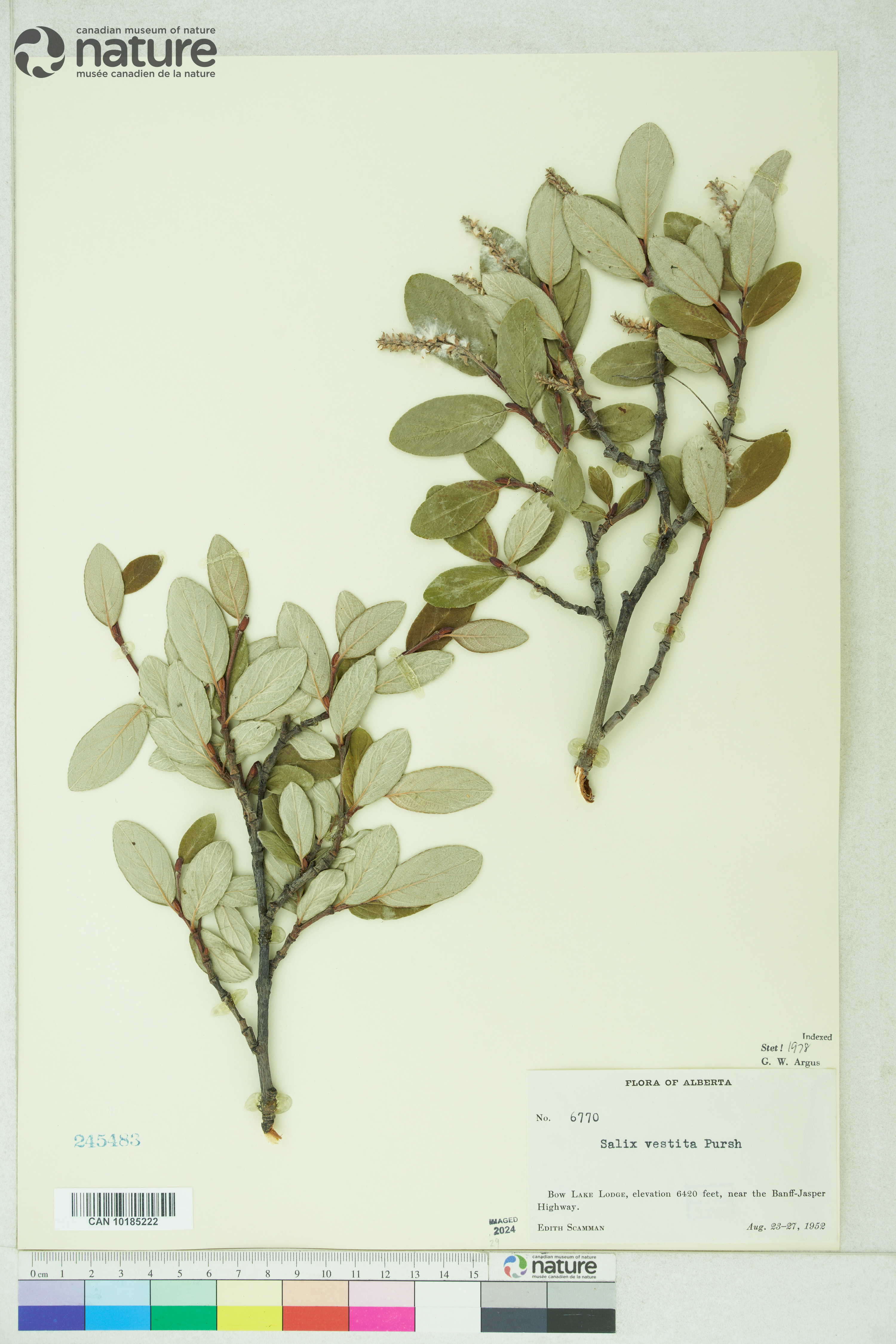 Salix vestita image