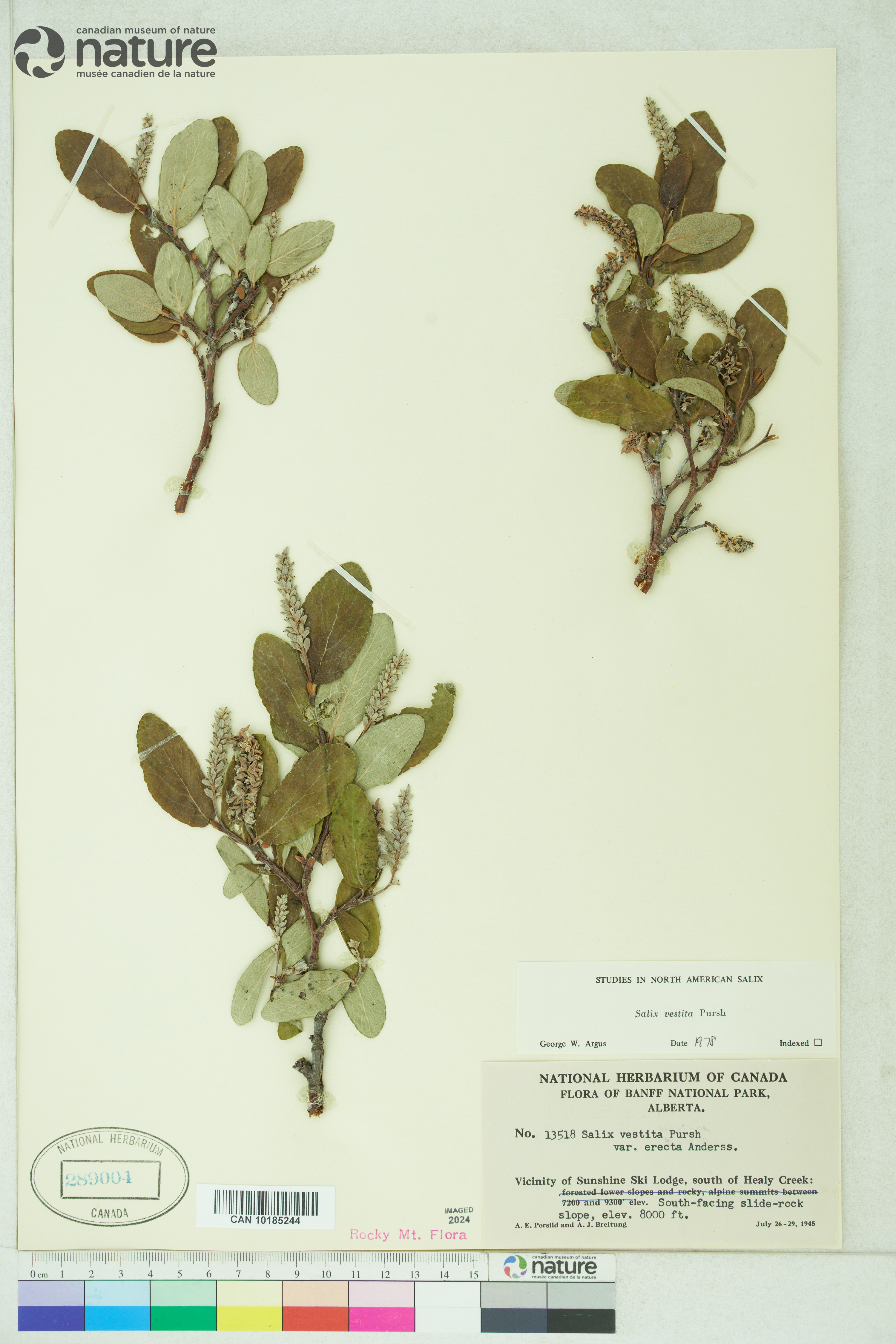 Salix vestita image