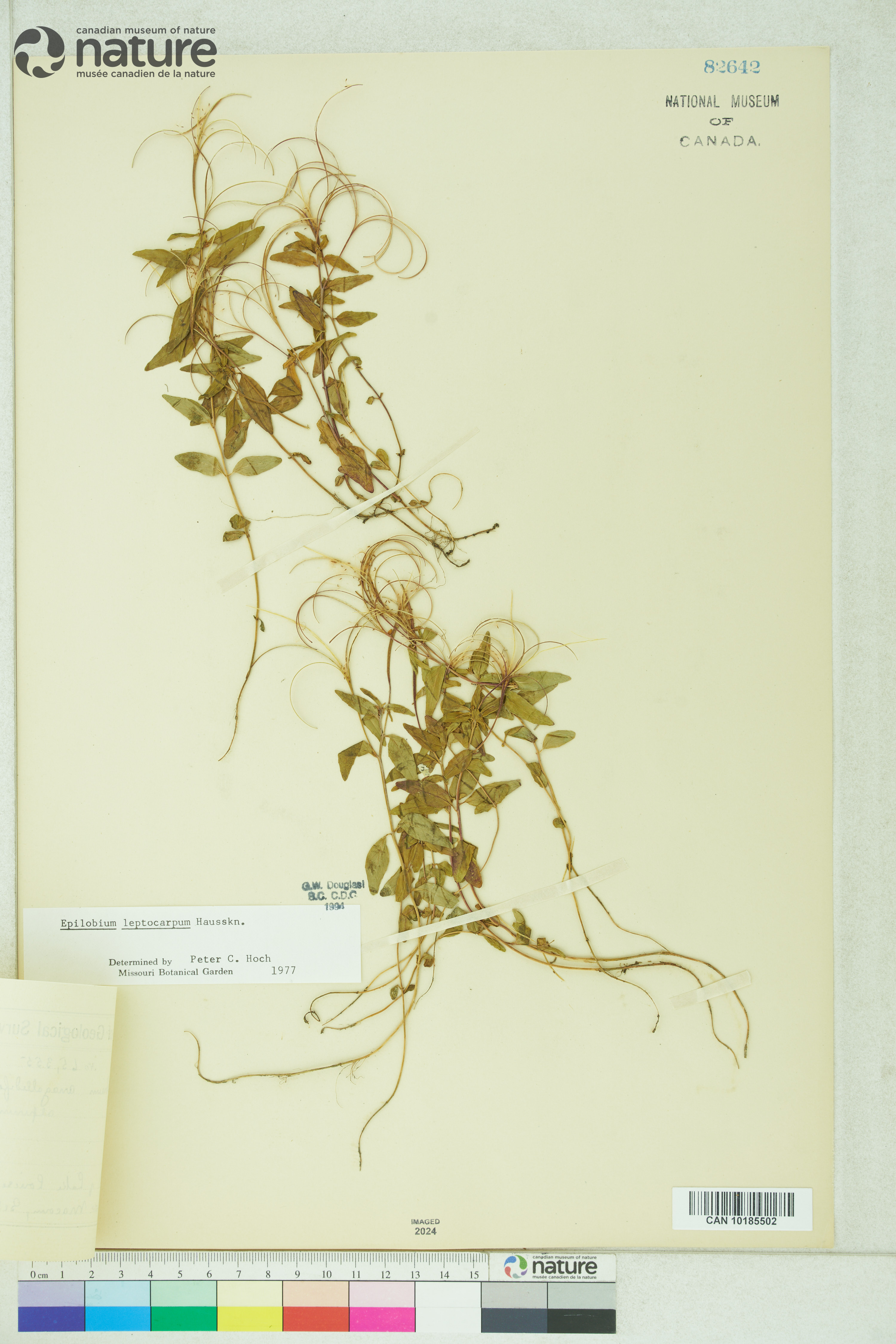 Epilobium leptocarpum image