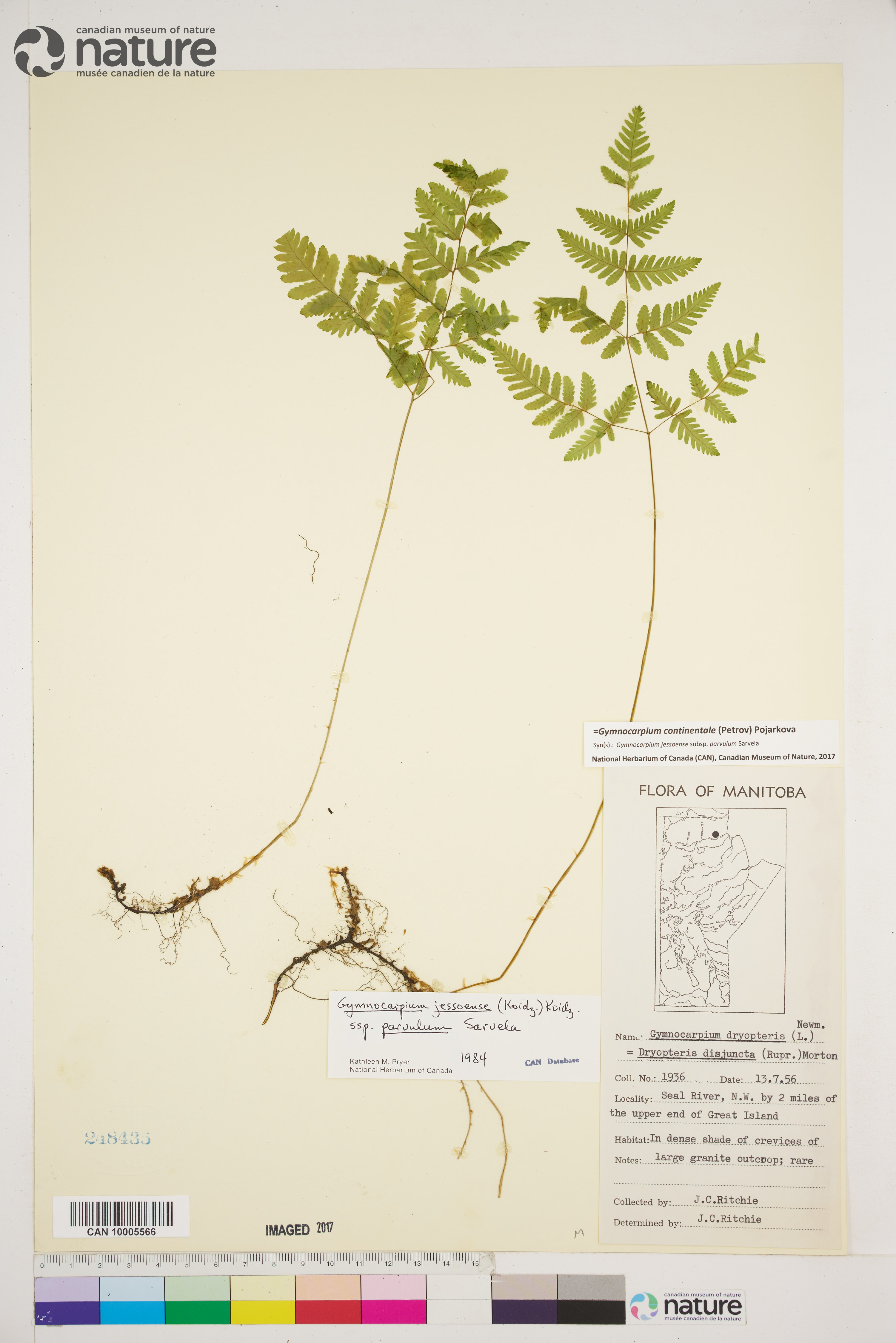 Gymnocarpium jessoense subsp. parvulum image