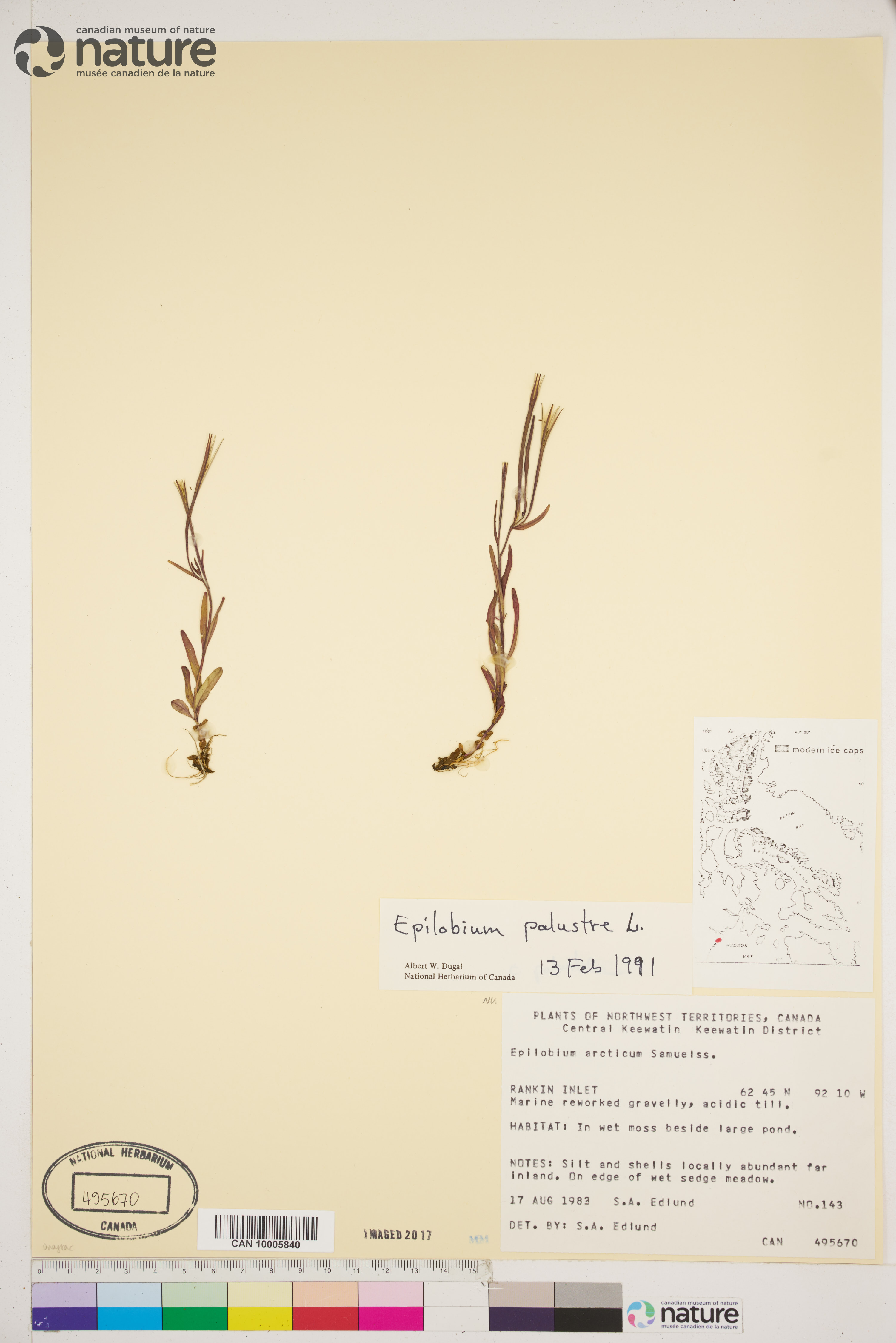 Epilobium palustre image