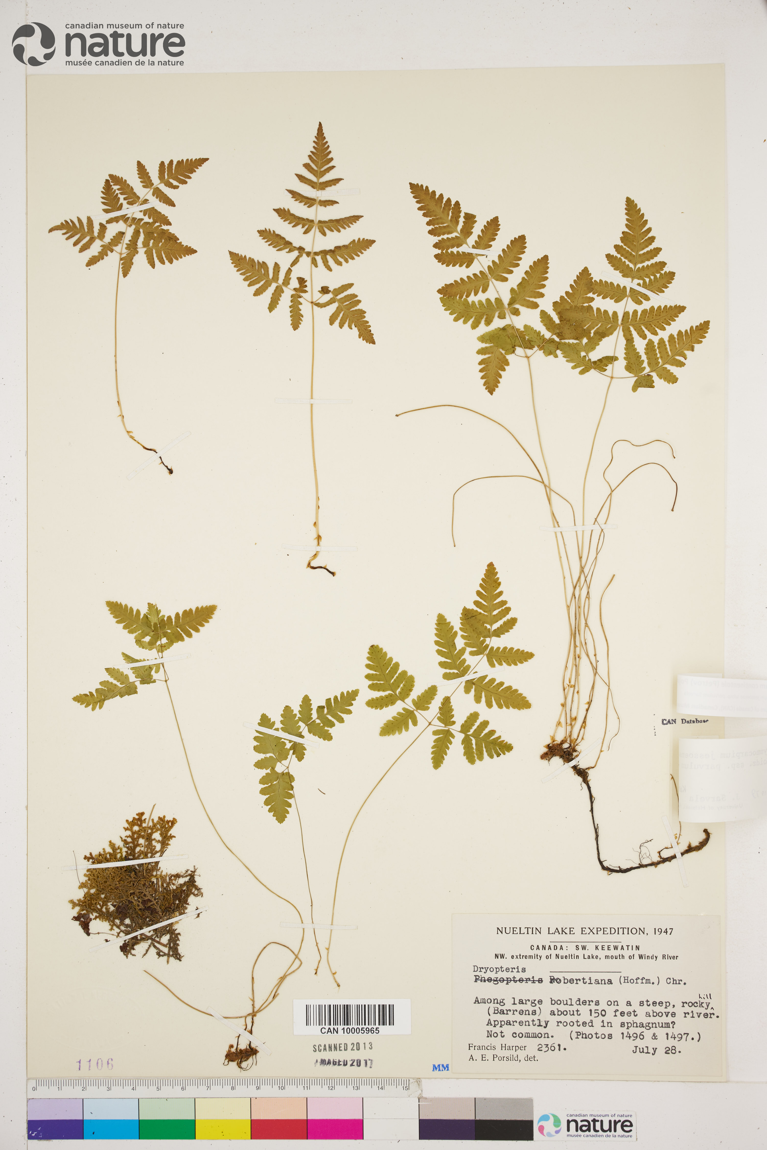 Gymnocarpium jessoense subsp. parvulum image