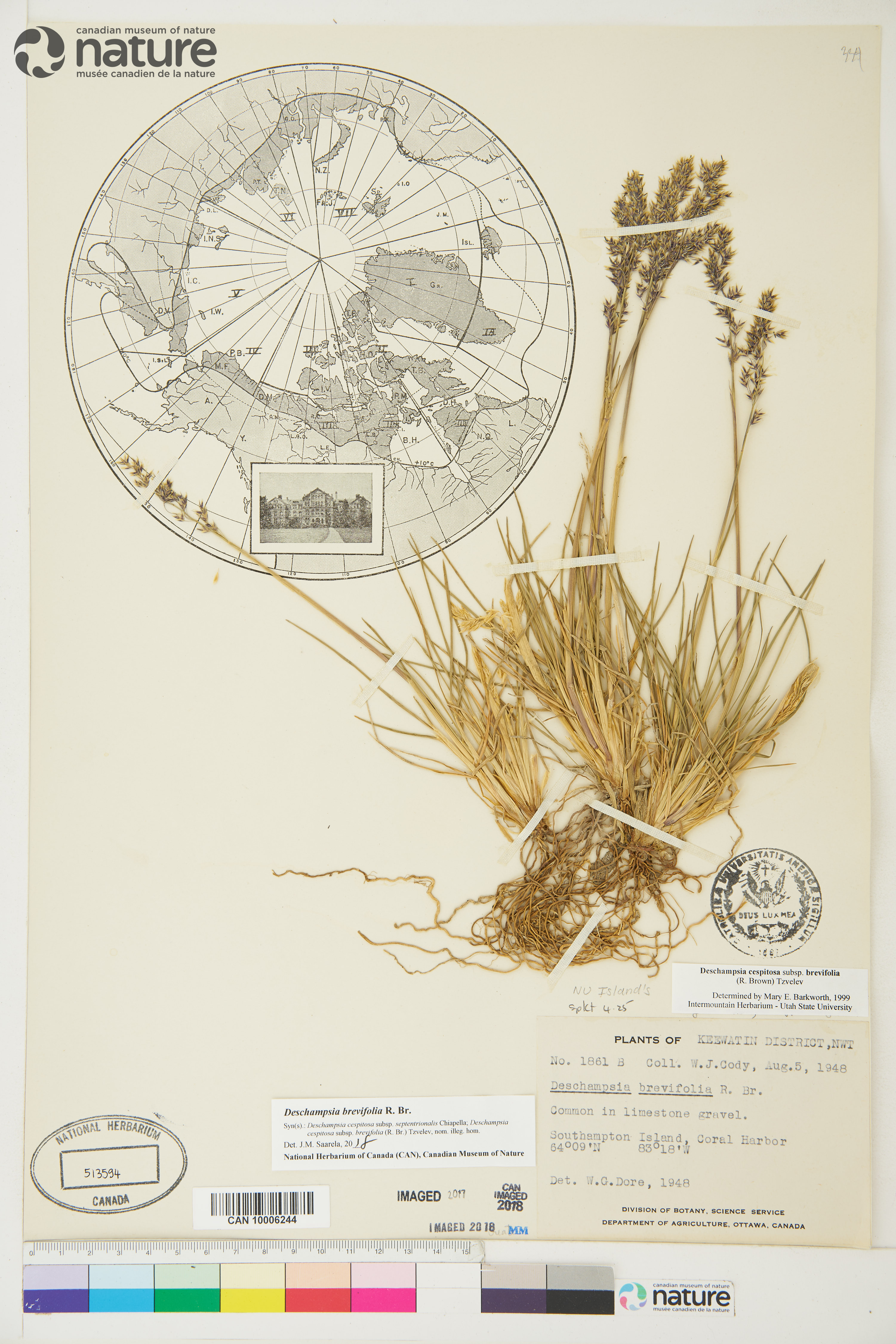 Deschampsia brevifolia image