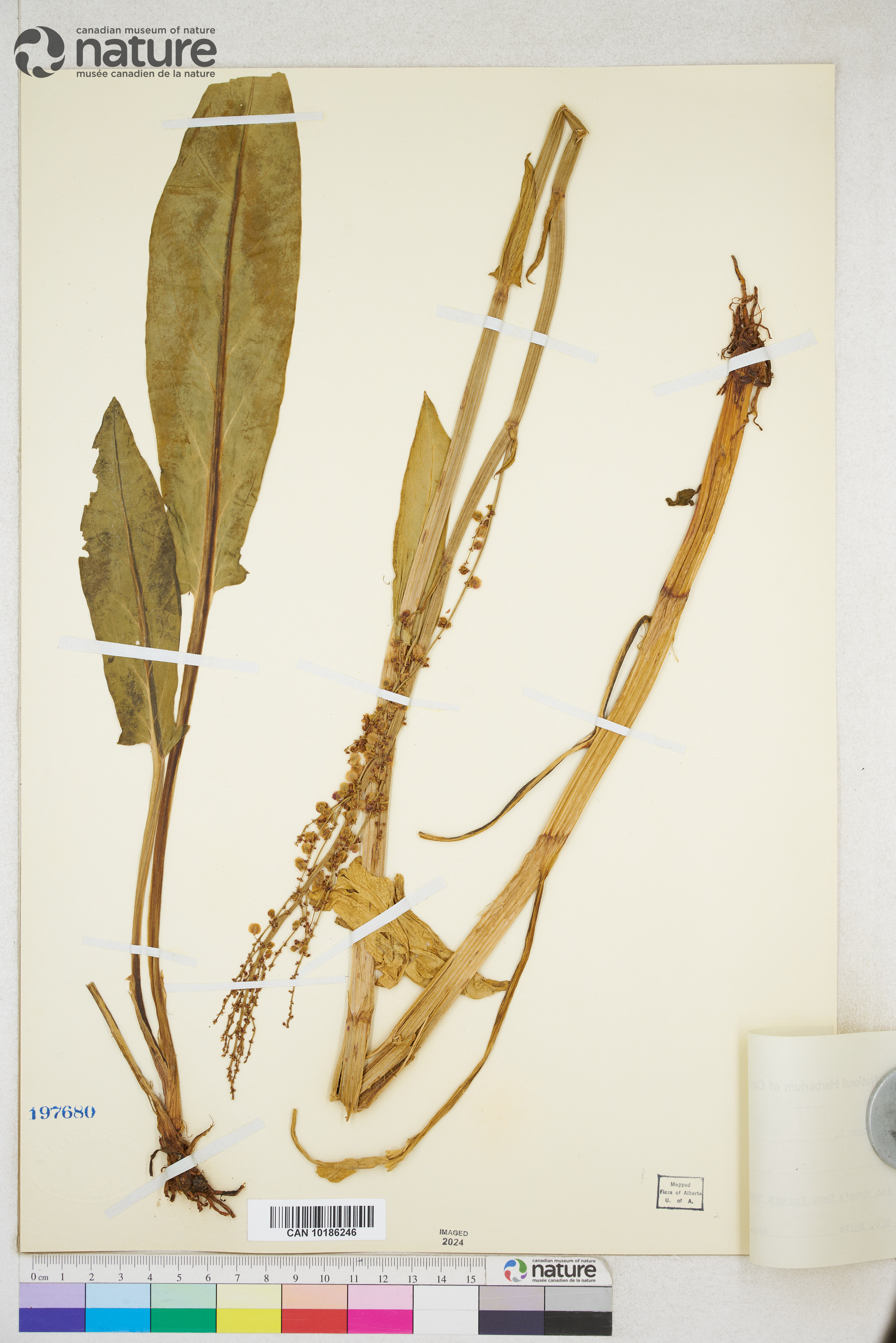 Rumex acetosa image