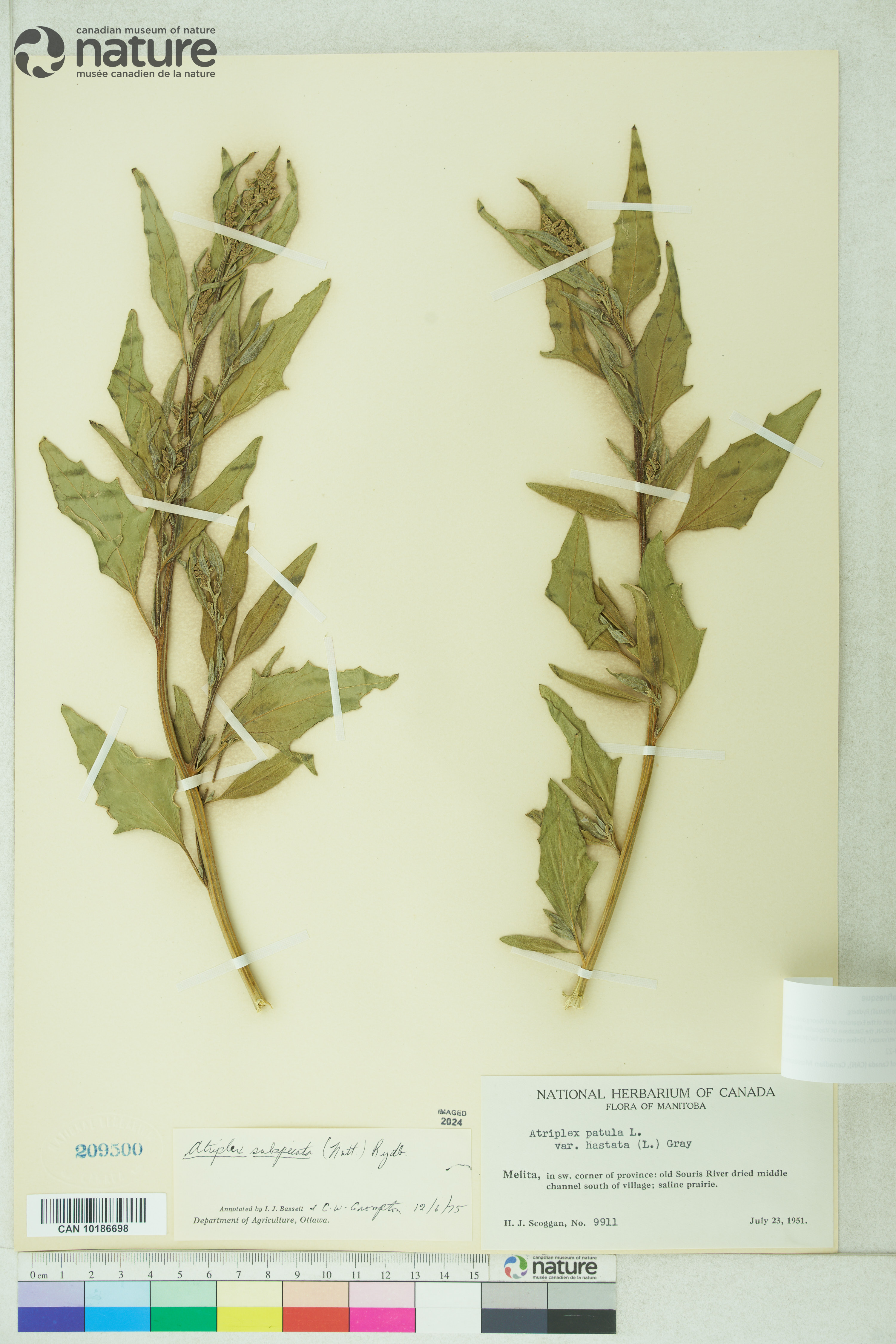 Atriplex dioica image