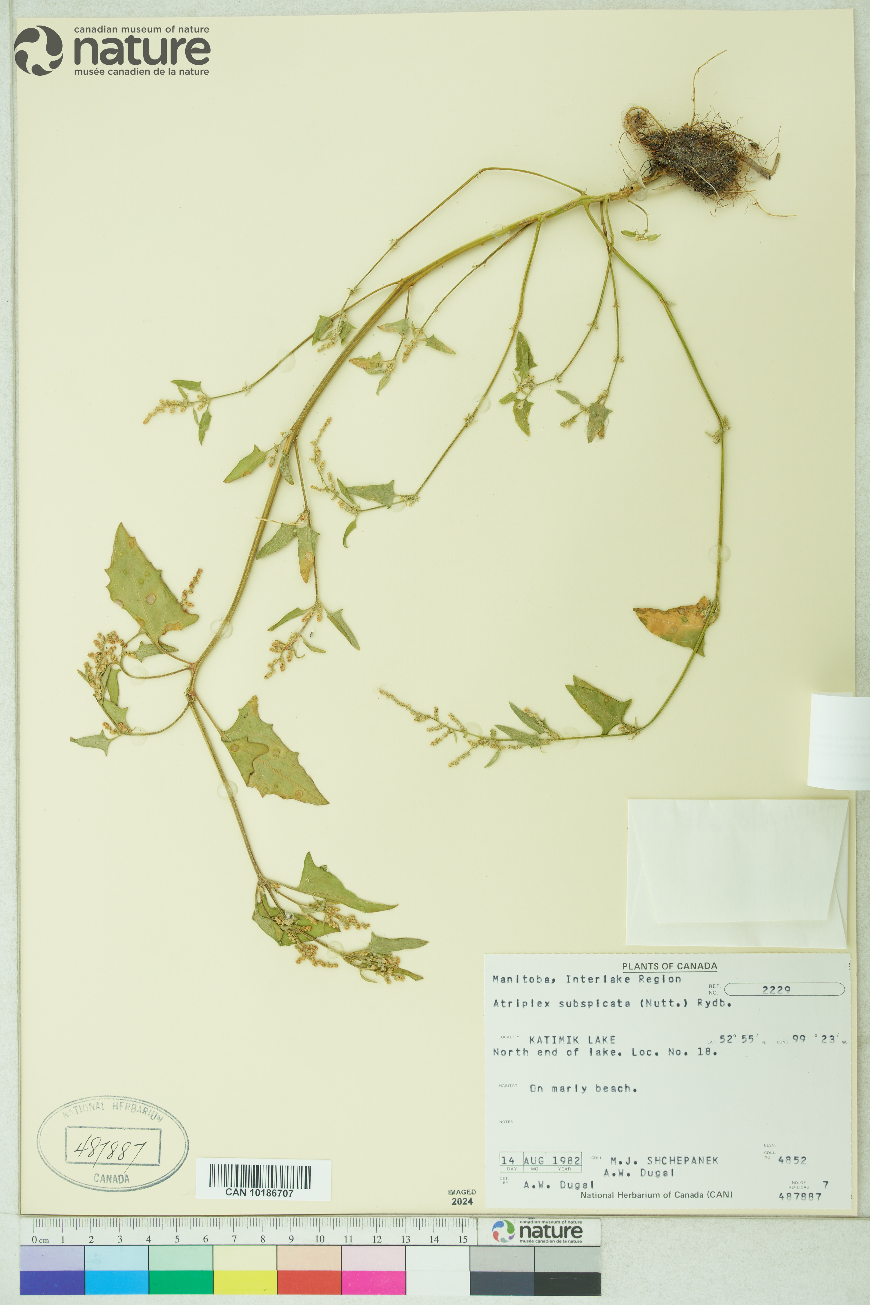 Atriplex subspicata image
